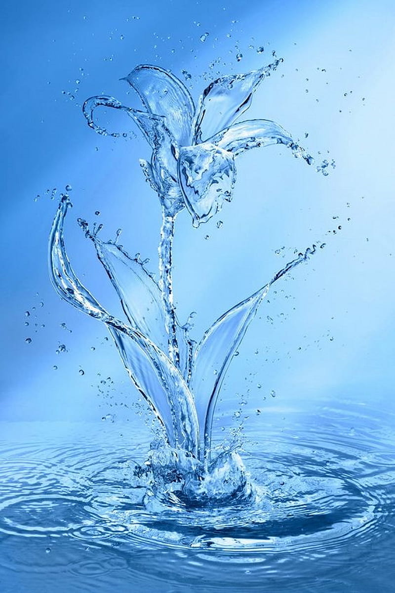 800x1200 Water flower, HD phone wallpaper