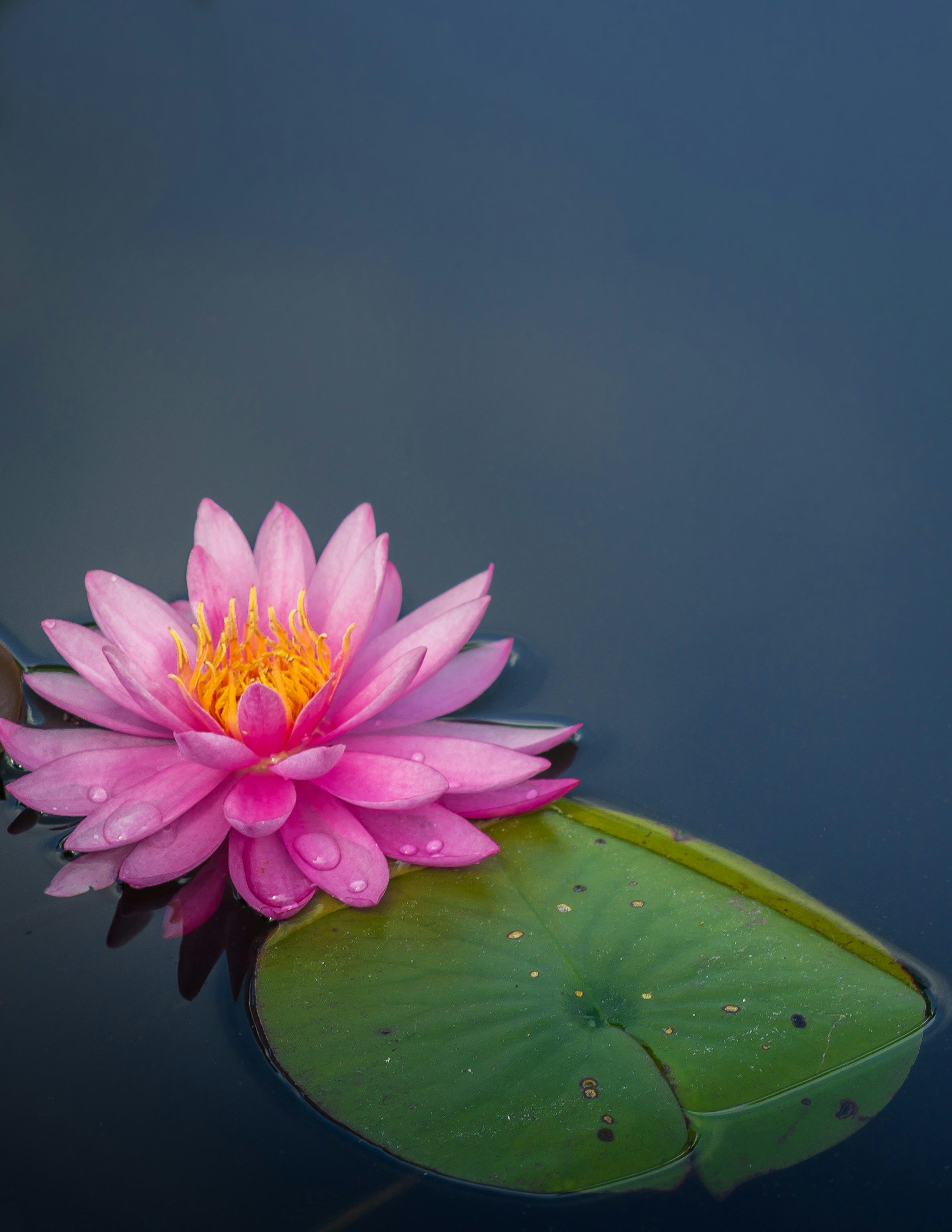 3000x3883 Water Flower Picture. Download Free Image