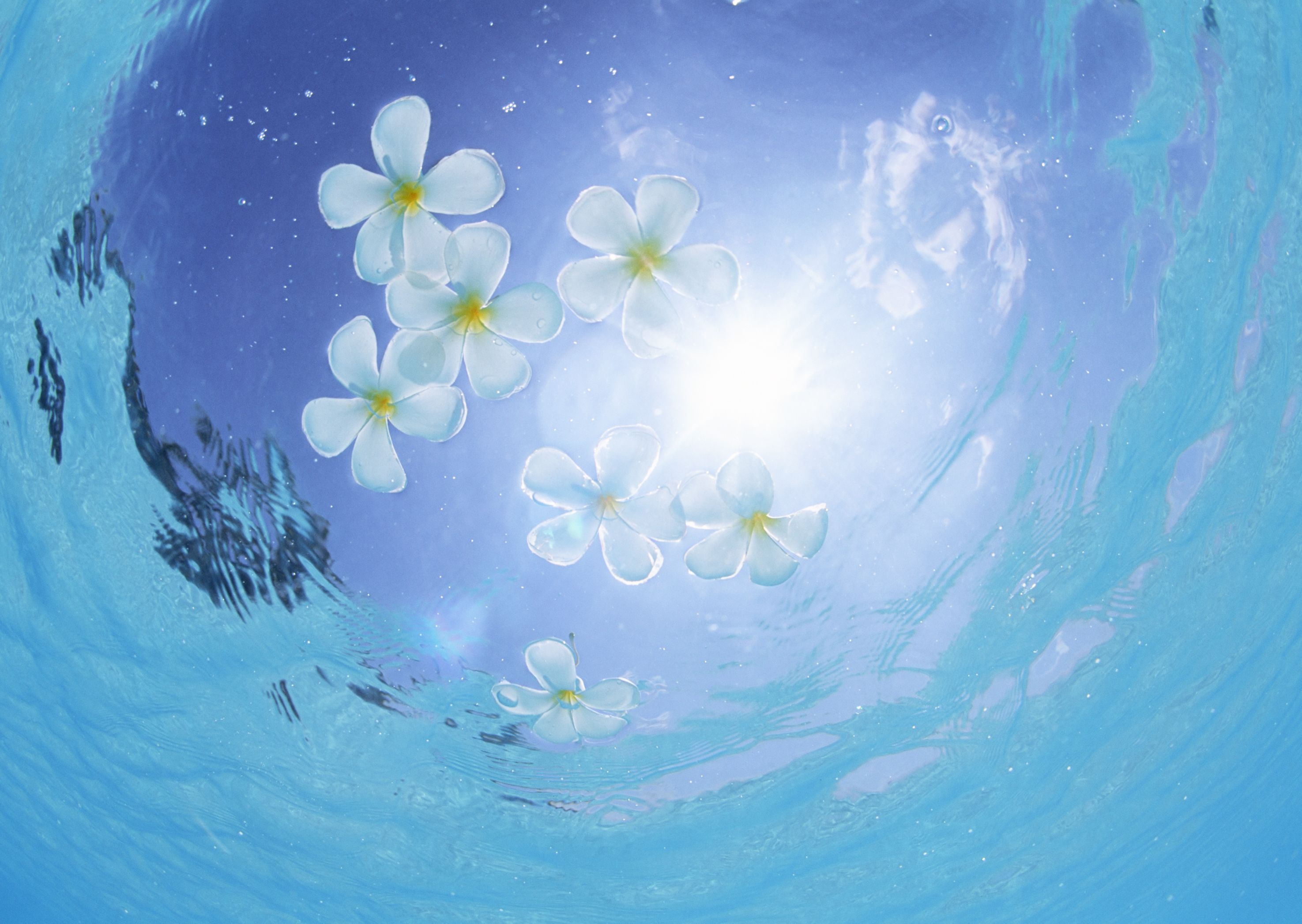 2950x2094 Wallpaper water, the sun, flowers, stay, petals, flowers, floats for mobile and desktop, section природа, resolution 2950x2094