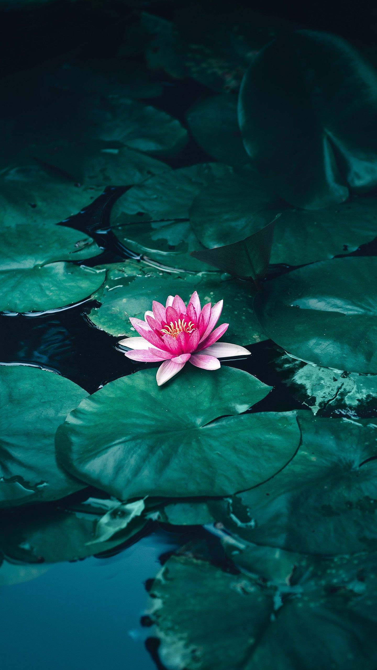 1440x2560 Lotus Flower in Water 4K Wallpaper