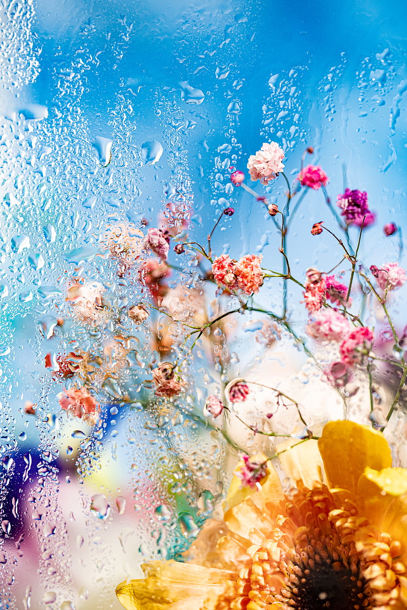 800x1200 Pink and White Flowers in Water, HD phone wallpaper