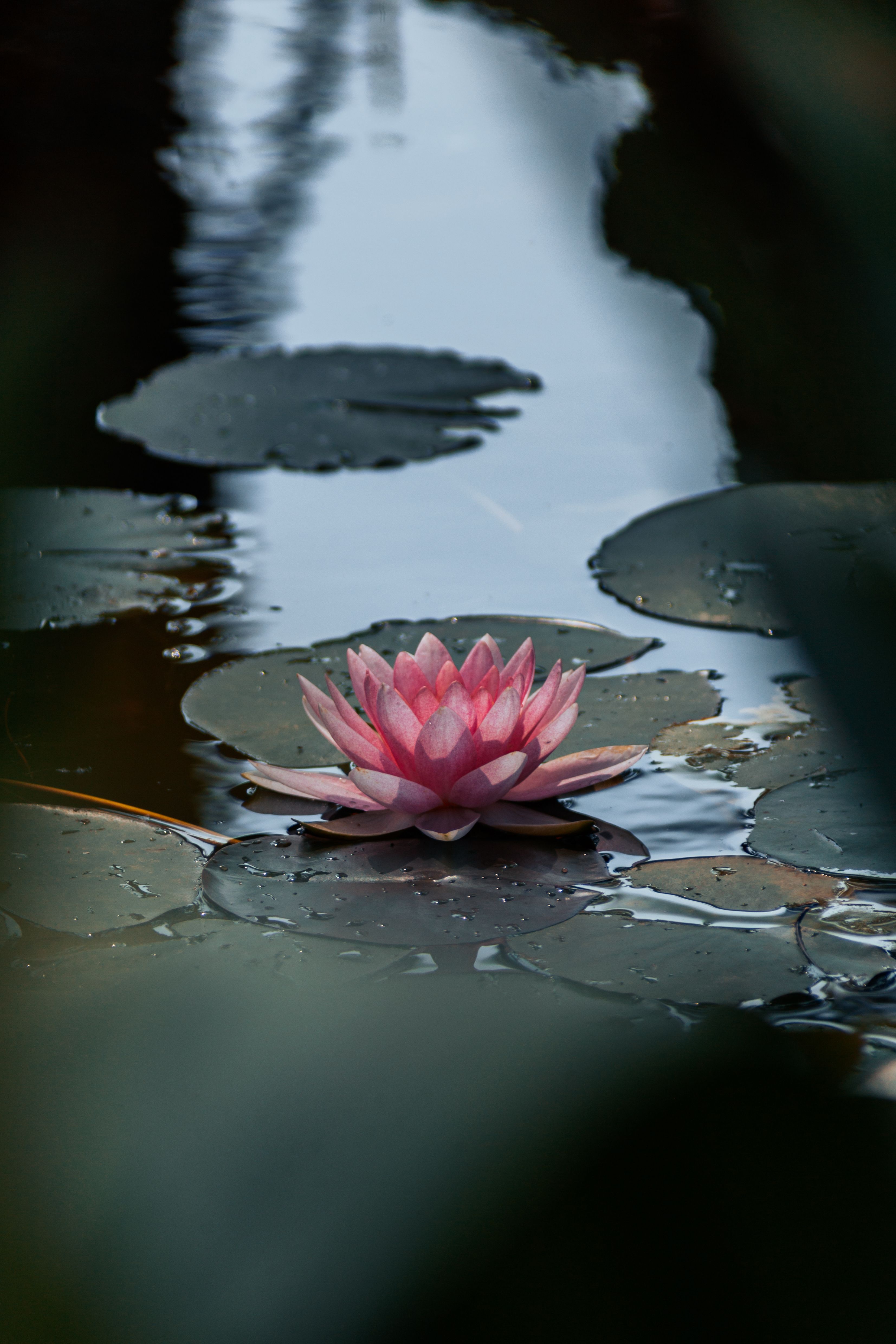 3307x4960 Lotus Flower and Water Lilies · Free