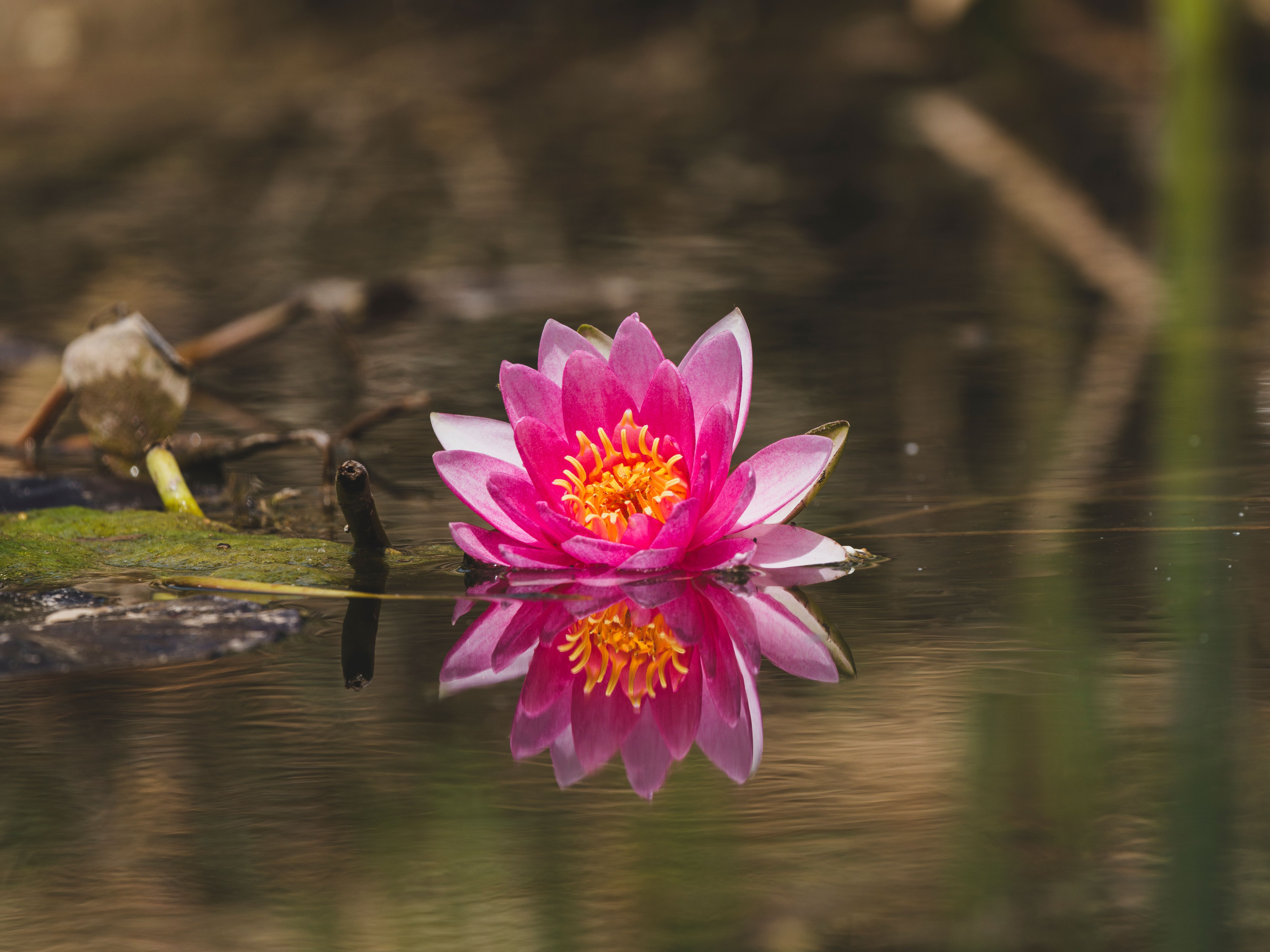 6386x4789 Water Flower Photo, Download The BEST Free Water Flower & HD Image