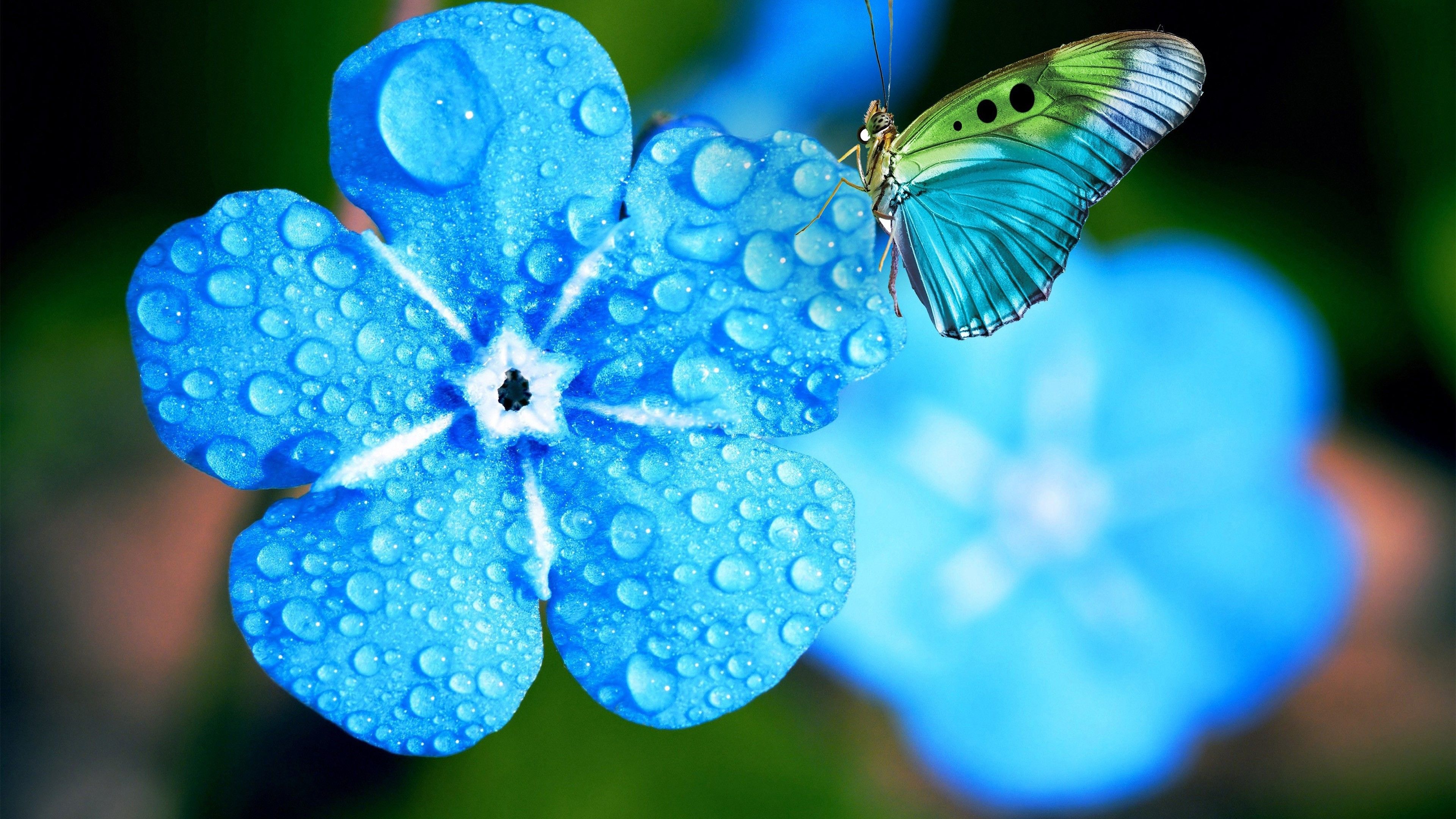 3840x2160 Dew Blue Myosotis Flowers With Water Drops In Blur Background Butterfly 4K HD Flowers Wallpaper