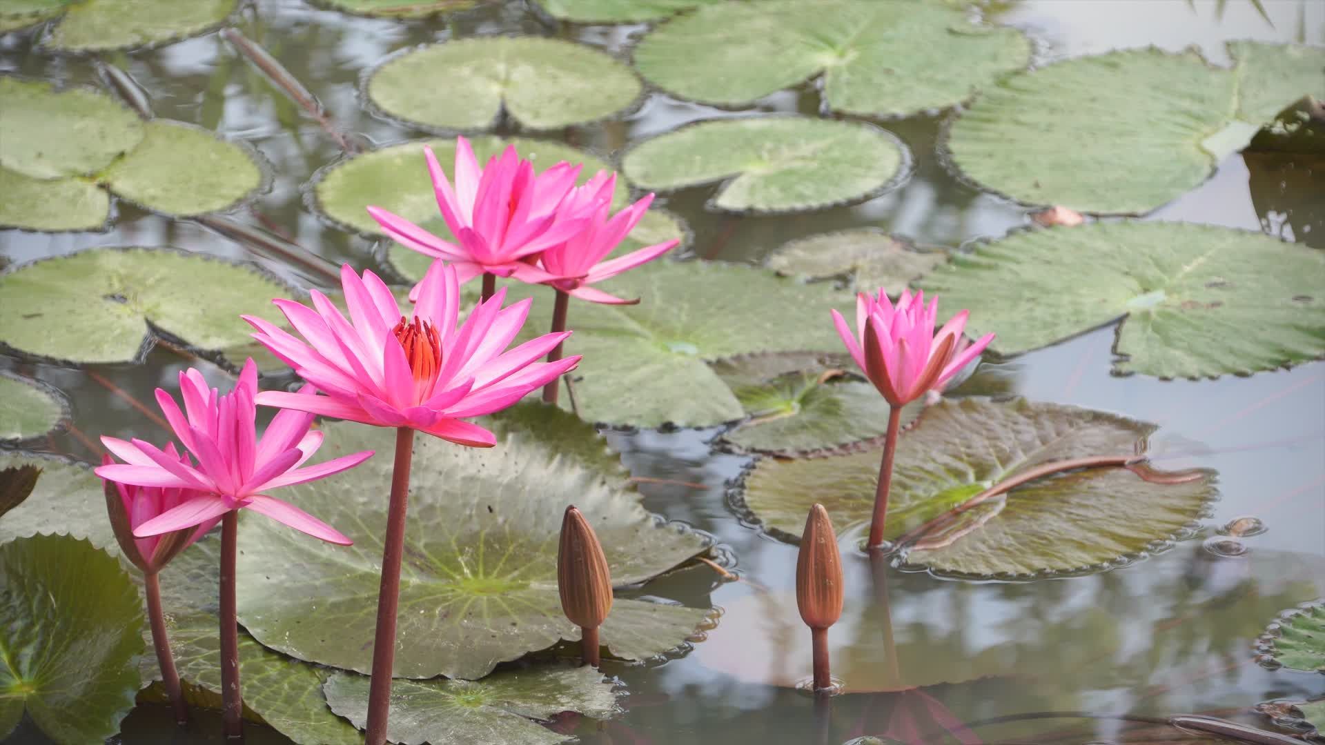 1920x1080 Serene Pink Lotus Blooms in a Tranquil Pond