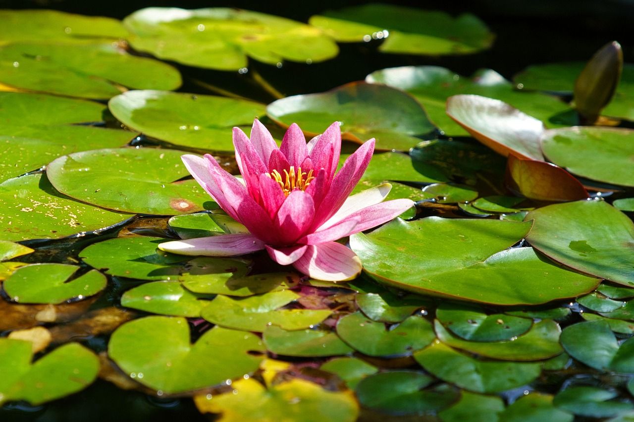 1280x853 Water Lily Lotus Pink Flower