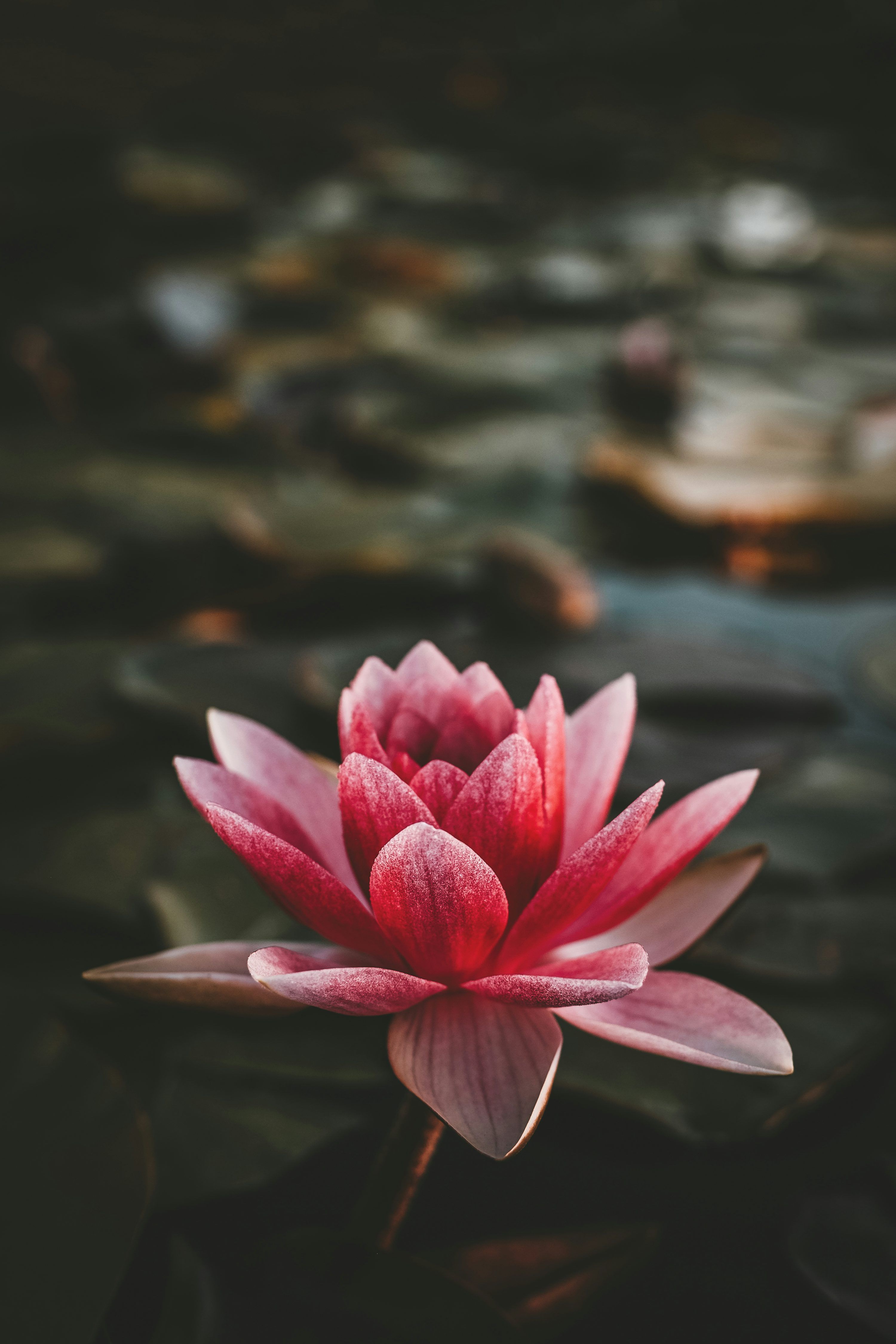 3000x4500 Water Flower Picture. Download Free Image
