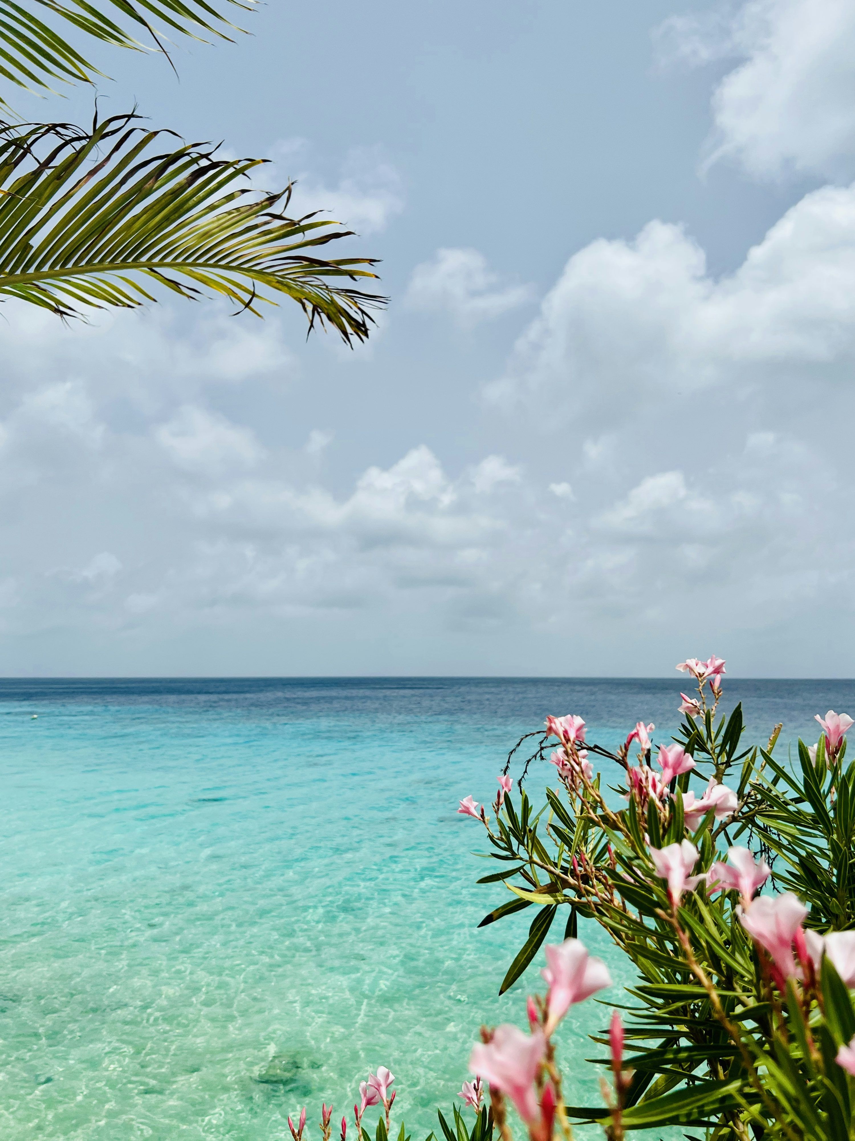 3000x3999 A body of water with flowers and plants around it photo