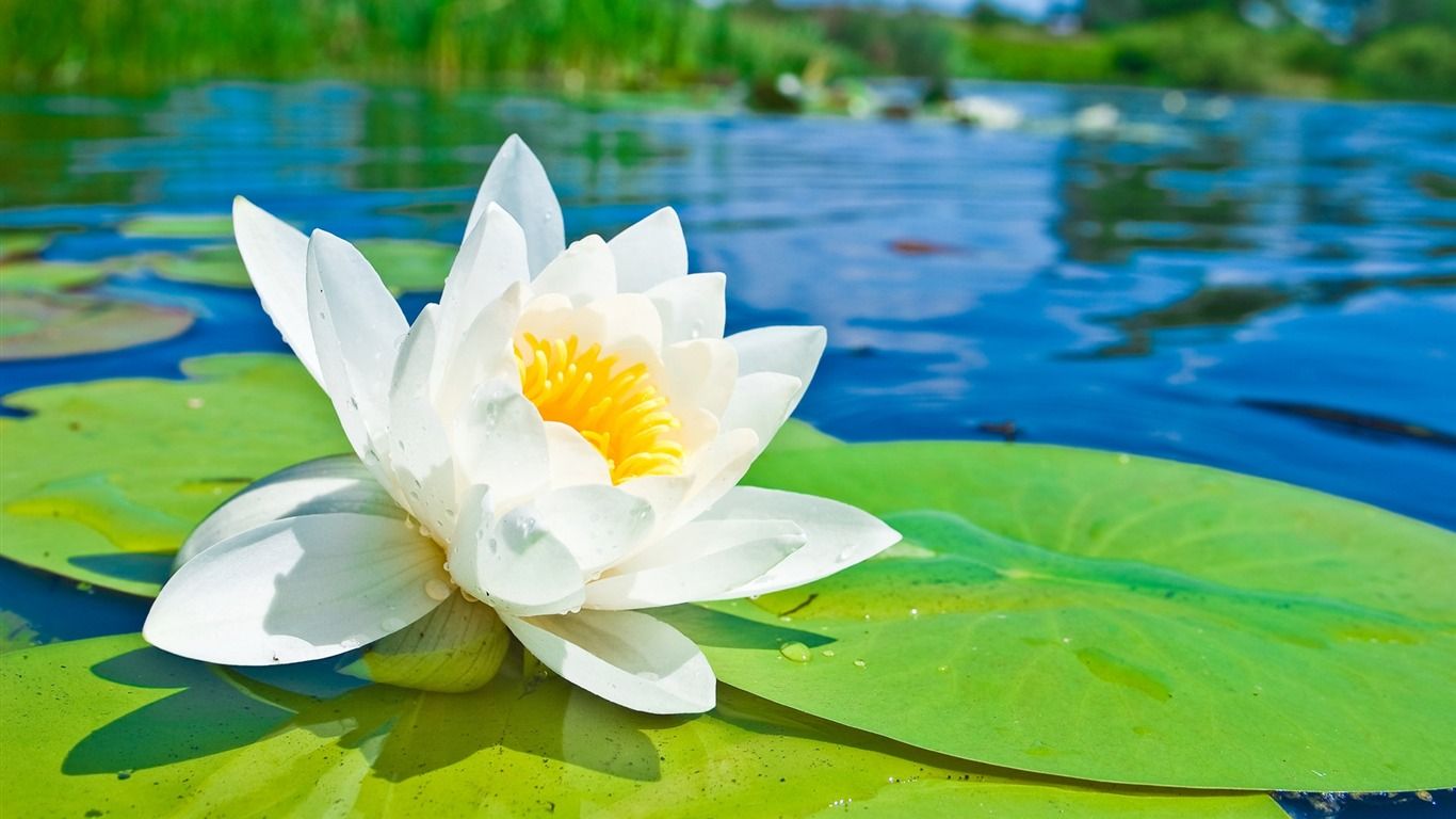 1366x768 White Lotus Flower In Water Flower Photography Wallpaper