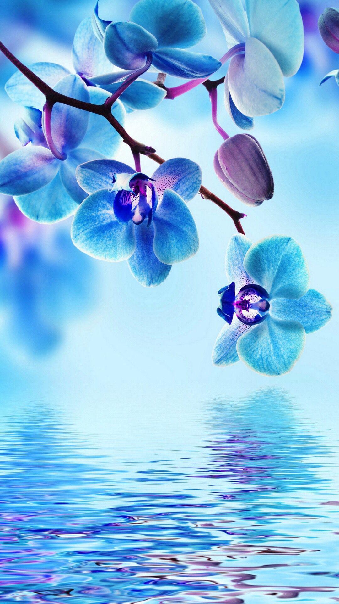 1080x1920 Phone Flower And Water Wallpaper