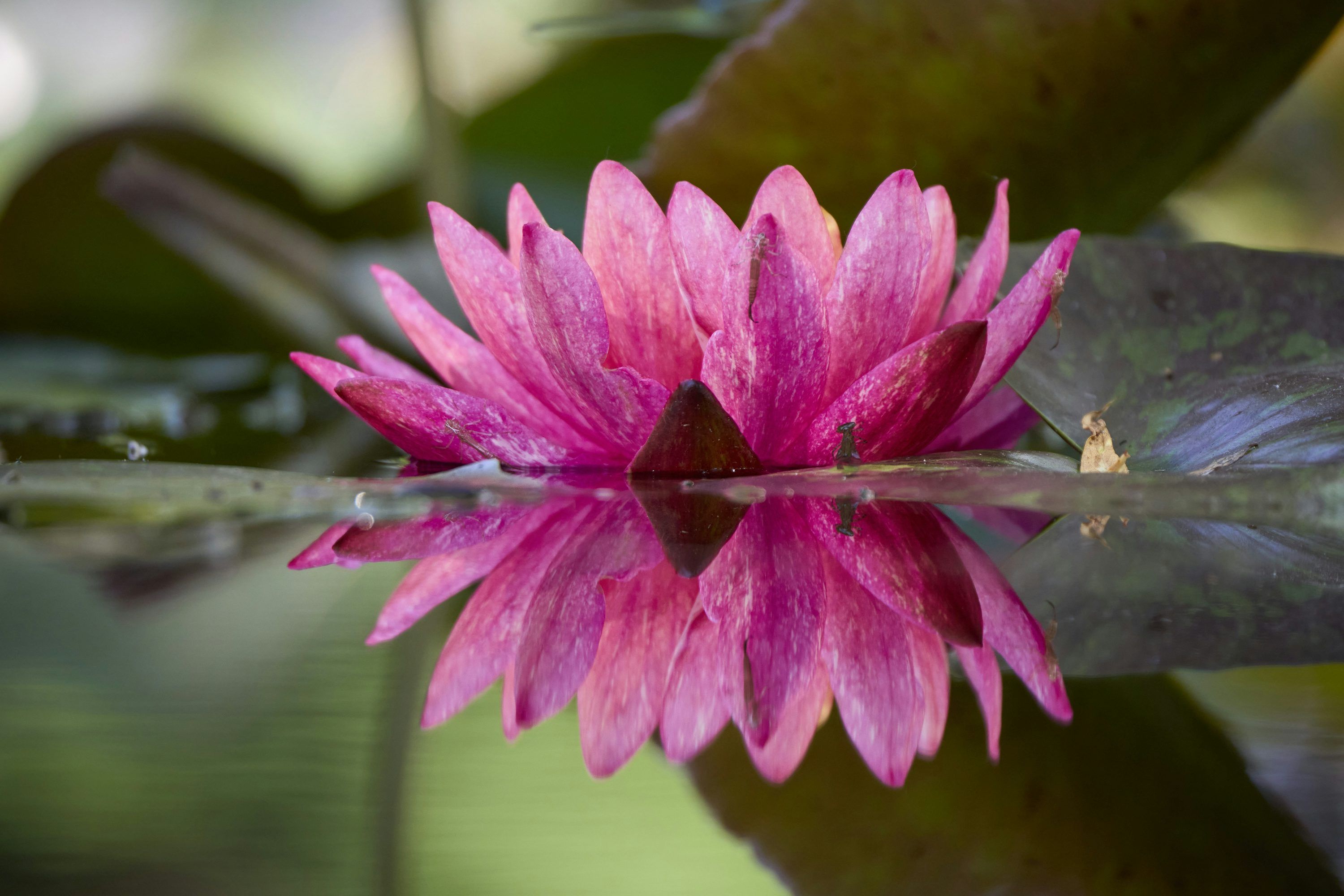 3000x2000 Vibrant pink water lily perfectly reflected in calm water. photo
