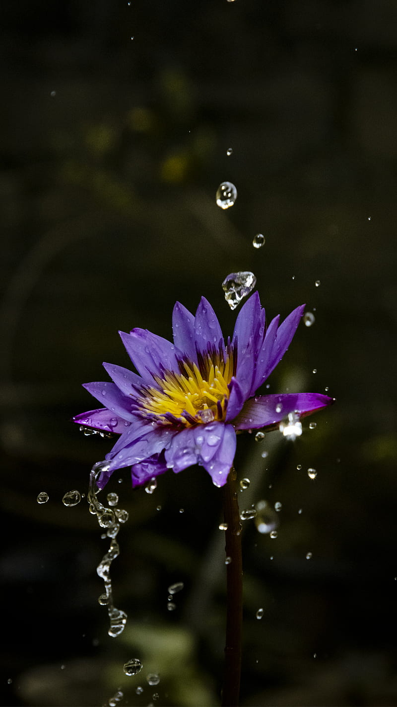800x1422 Flower, flowers, iphone, lotus, mobile, nature, purple flower, water drop, water lily, HD phone wallpaper