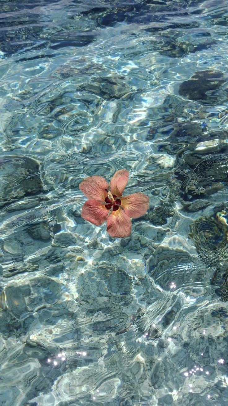 736x1308 hibiscus