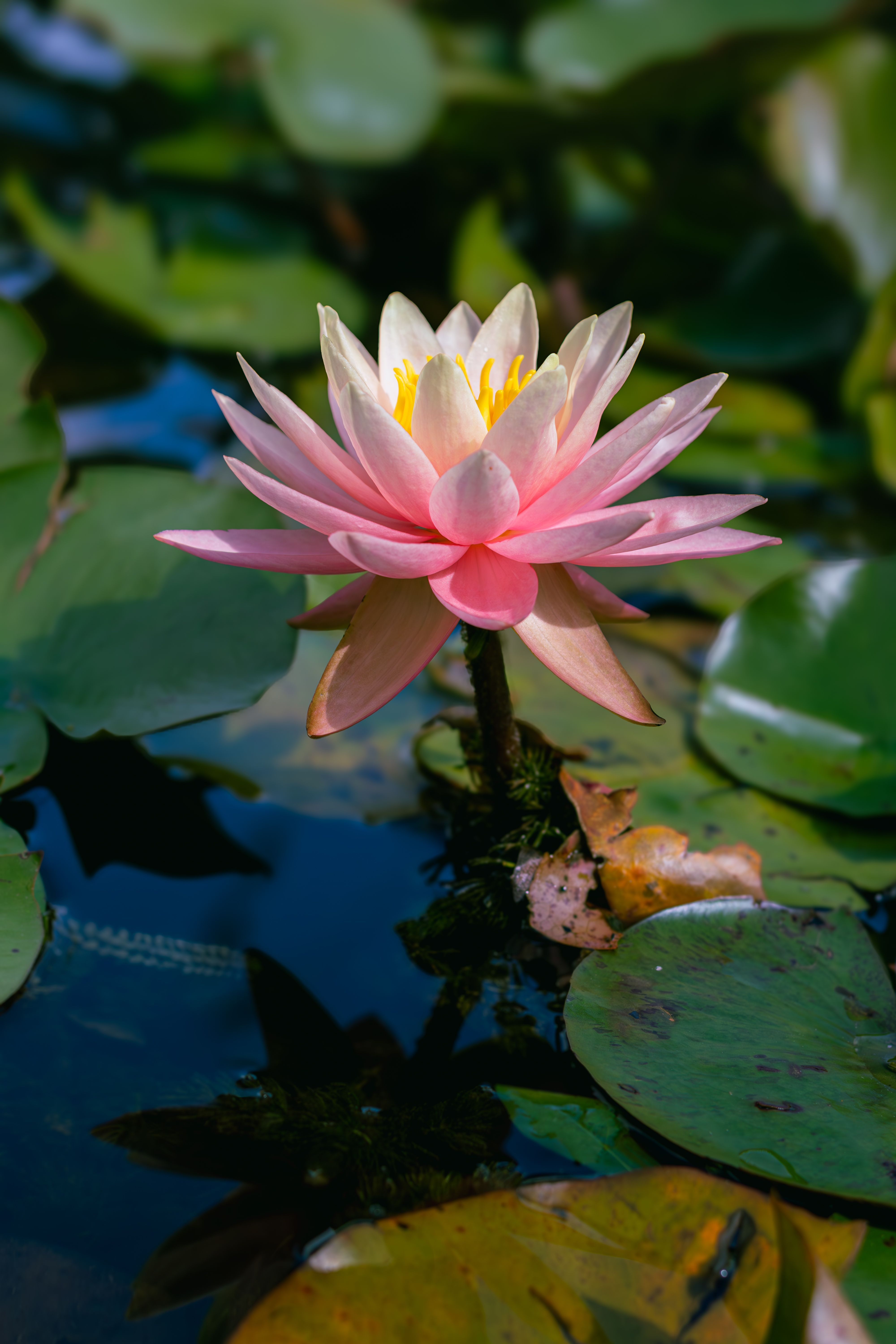 4000x6000 White Lotus Flower on Water · Free