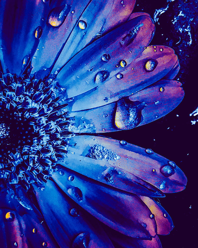 800x1000 Blue Pixie, blue, flowers, water drops, HD phone wallpaper