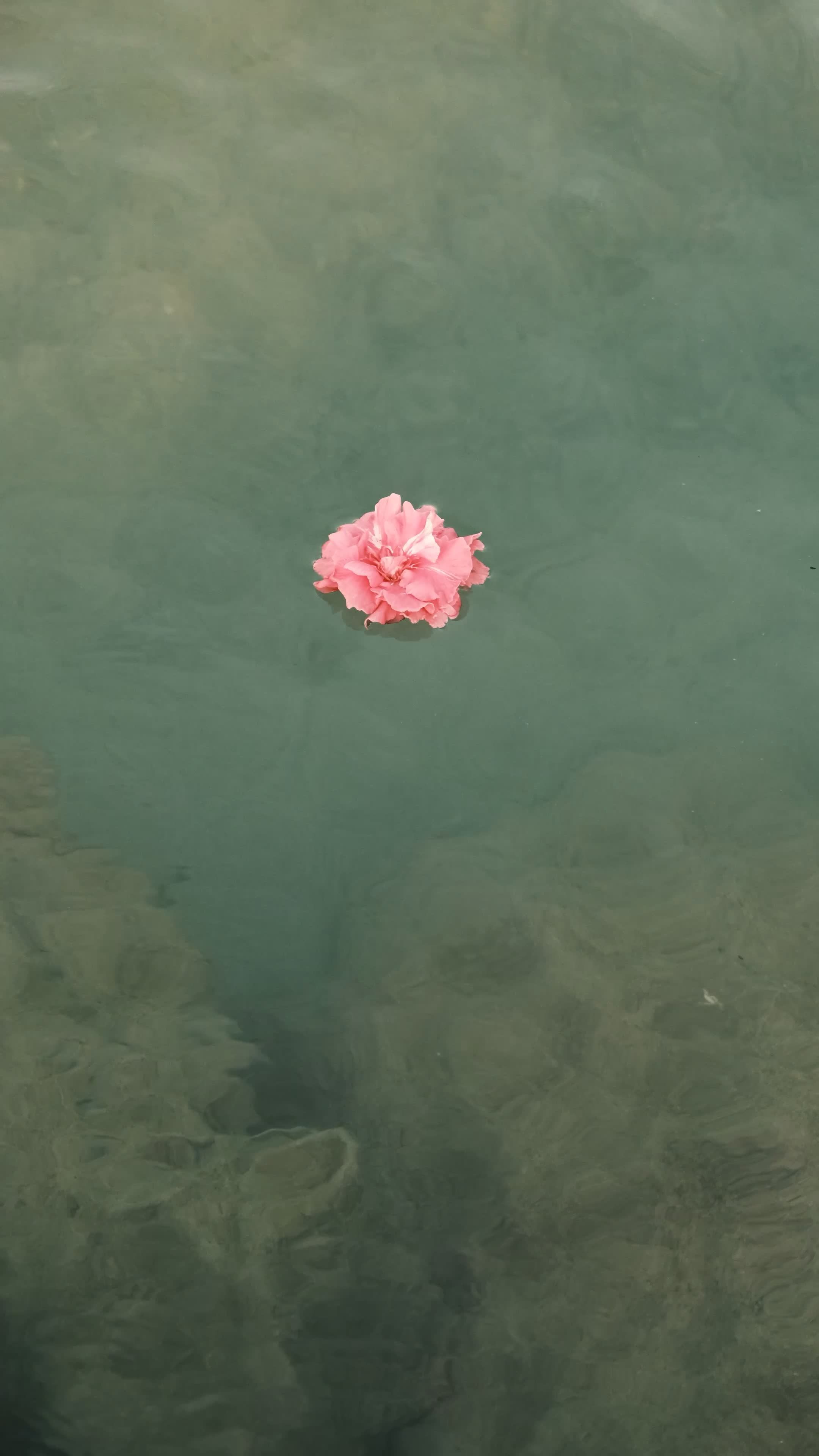 2160x3840 A Pink Flower Floating In The Water Near Rocks Free Stock Video Footage, Royalty Free 4K & HD Video Clip