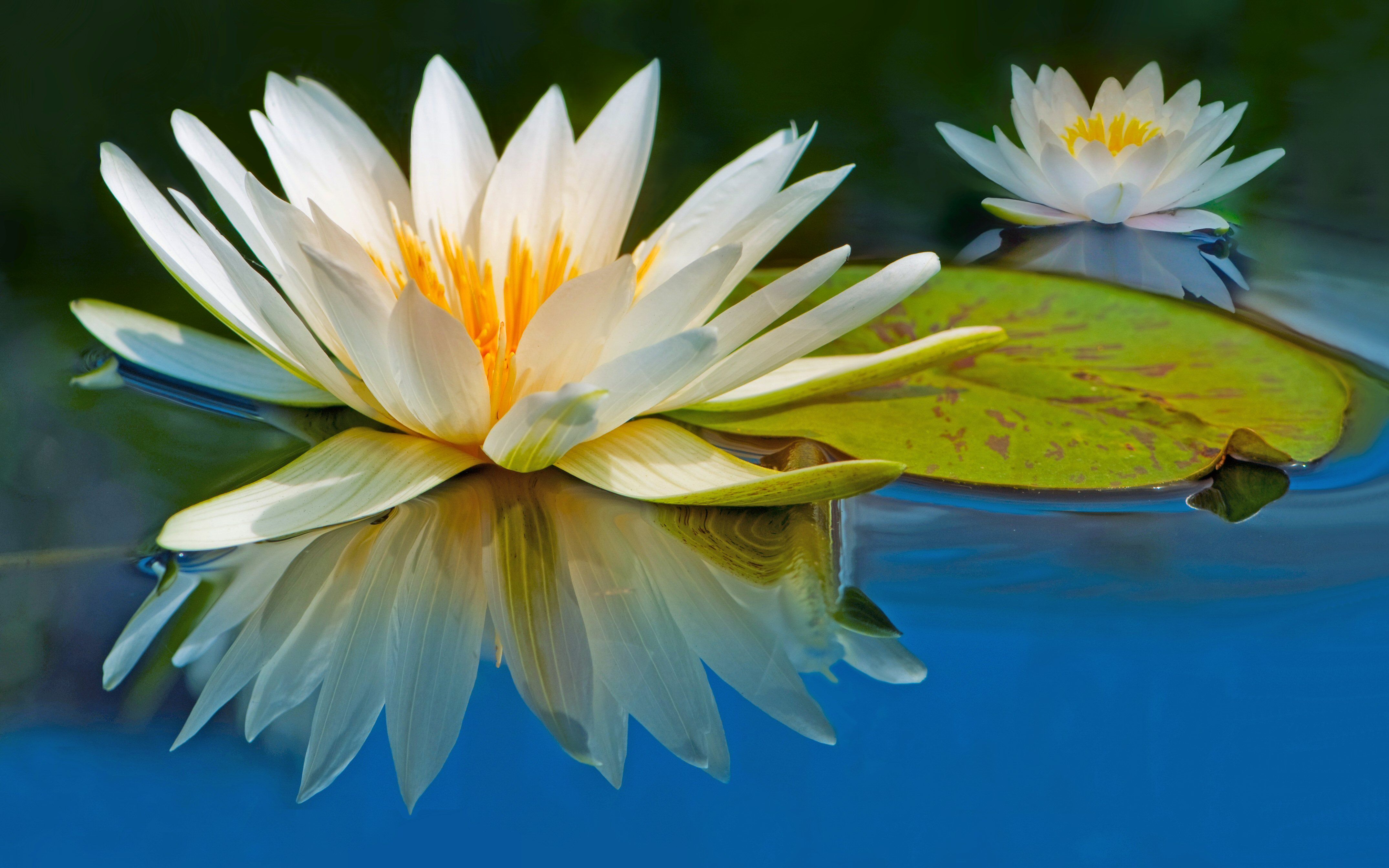 4300x2687 Desktop wallpaper: Earth, Water Lily, Close Up, Flower, Nature, Pink Flower, Reflection, Water, Flowers 4K free download for PC. 423739
