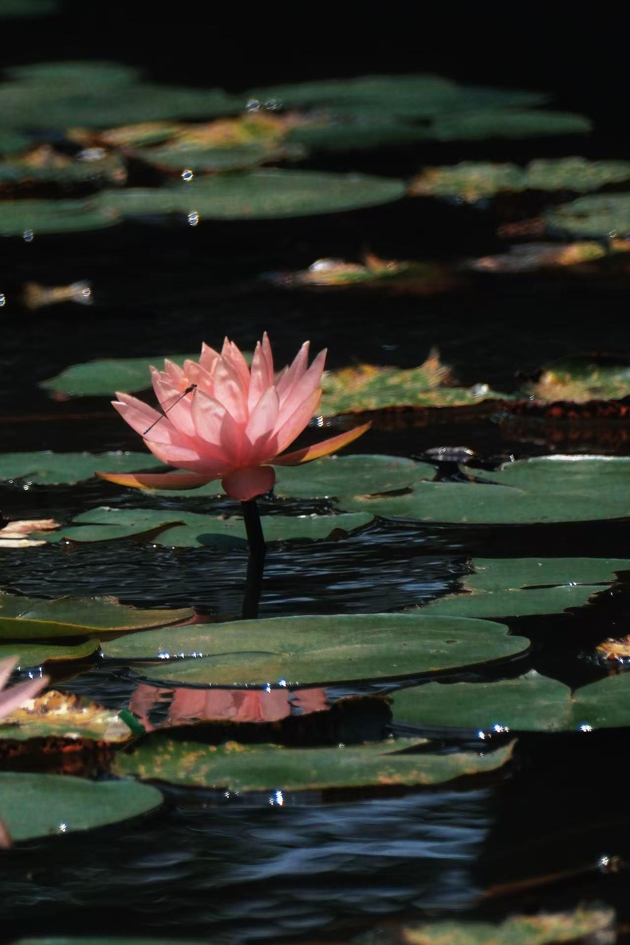 1280x1920 The lotus flowers in the water are truly beautiful