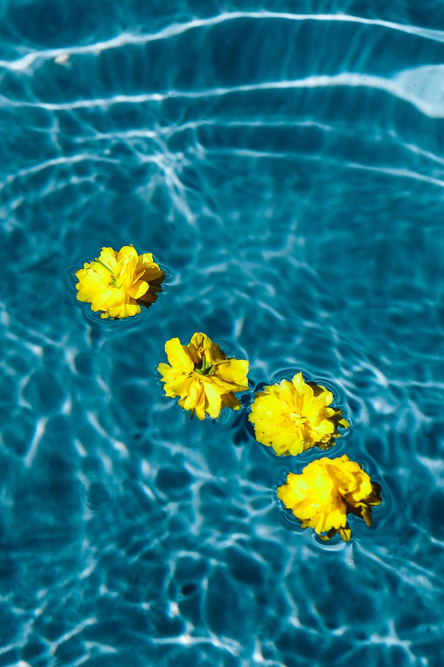 910x1365 small, yellow, flowers, floating, pool, day, summer, water