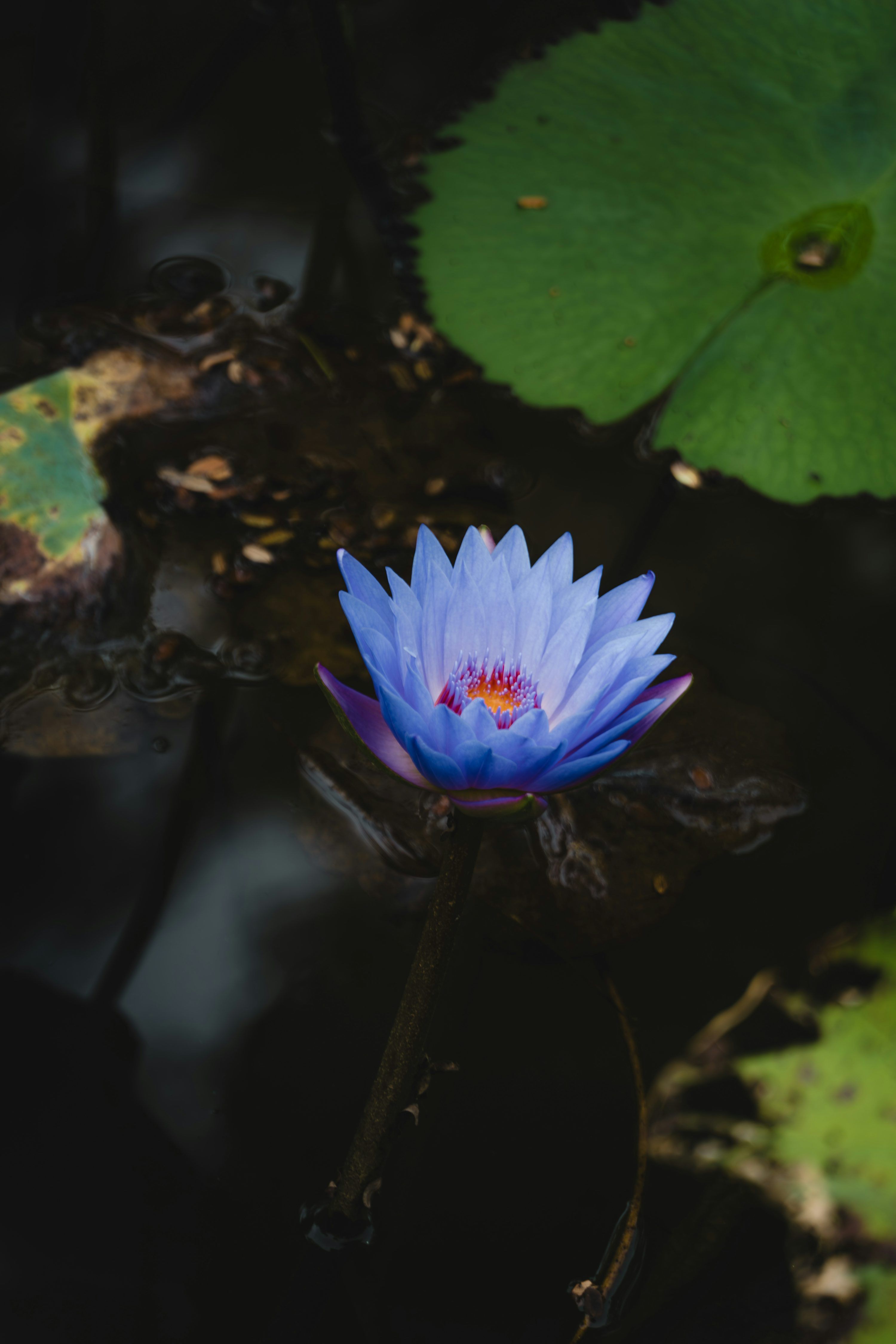 3000x4500 A beautiful blue lotus flower floats in water. photo