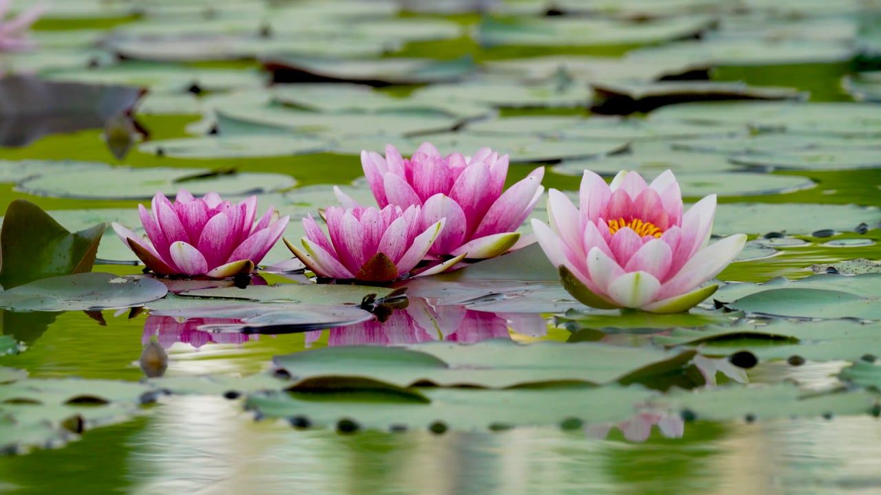 1280x720 Flower, Water Lilies, Lake