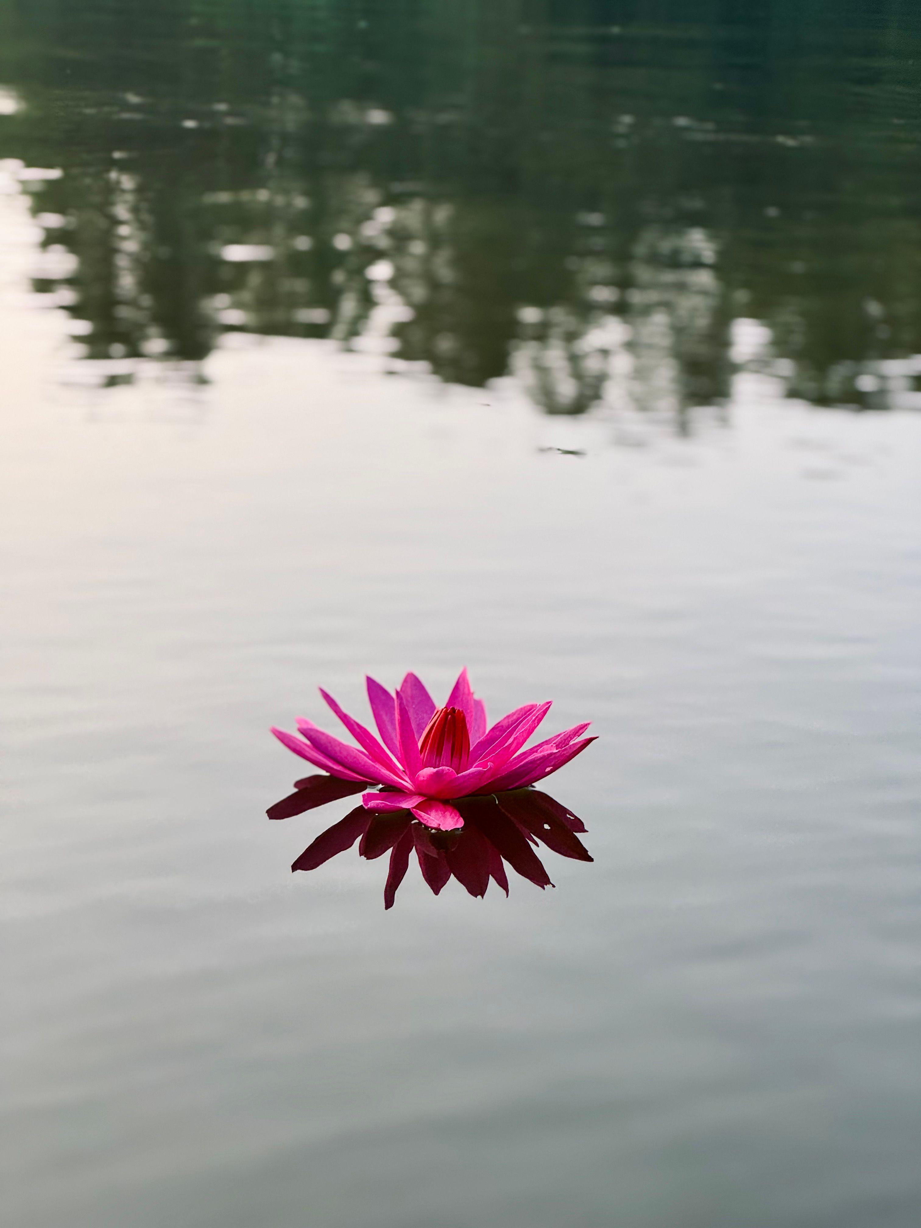 3024x4032 Water Flower Photo, Download The BEST Free Water Flower & HD Image