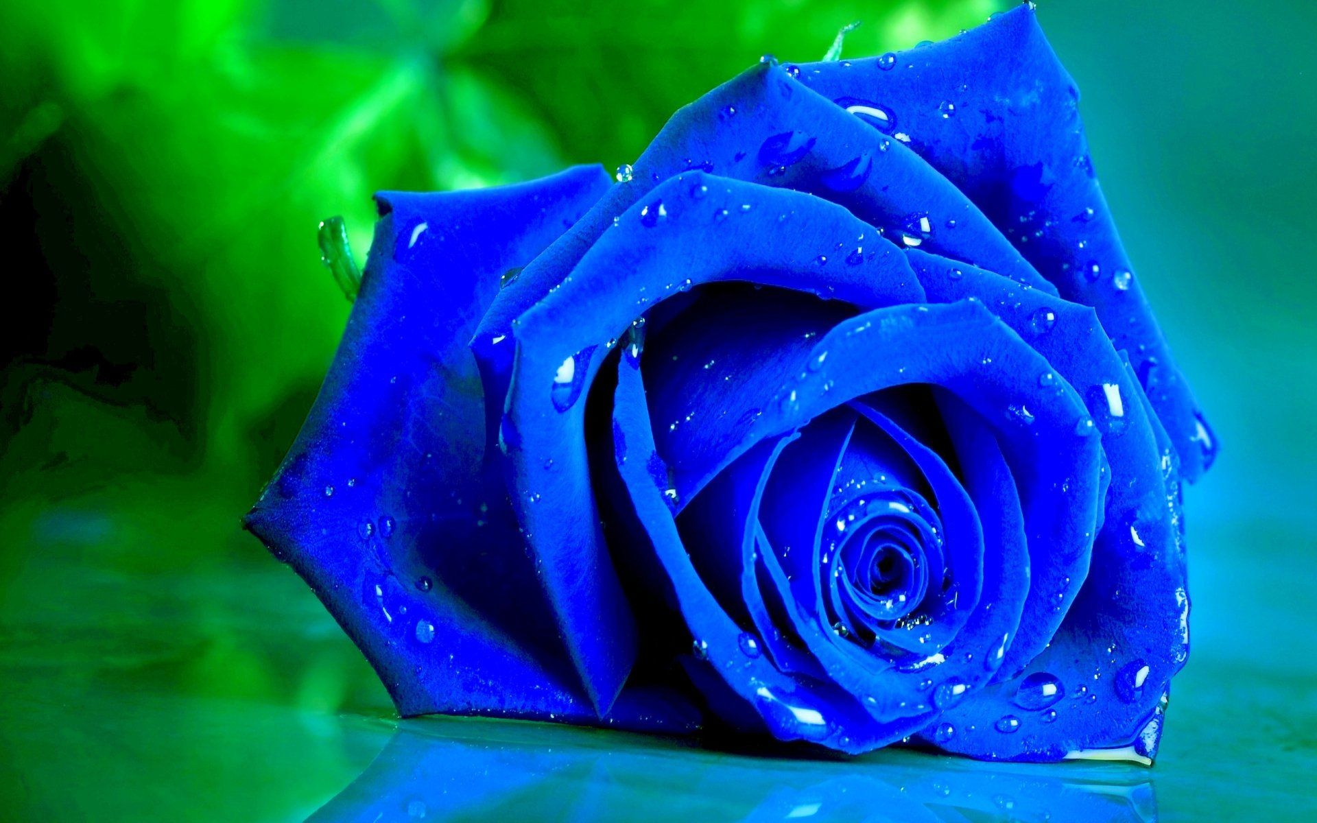 1920x1200 Download Blue Flower Water Drop Flower Nature Rose HD Wallpaperx1600