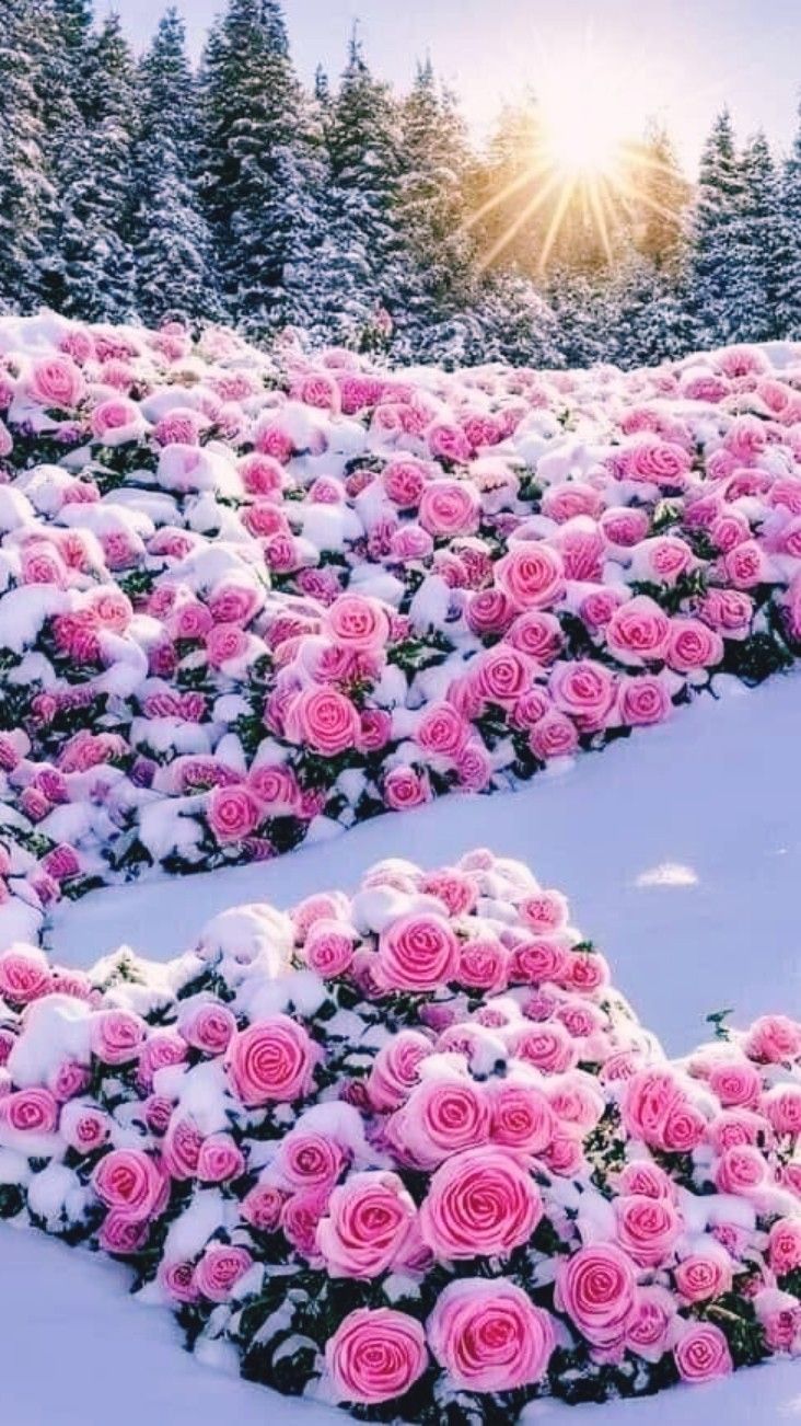 732x1302 Pink Roses in Snow Covered Field. Pink flowers in snowy setting, Winter scenery with pink flowers, Beautiful flowers in snow