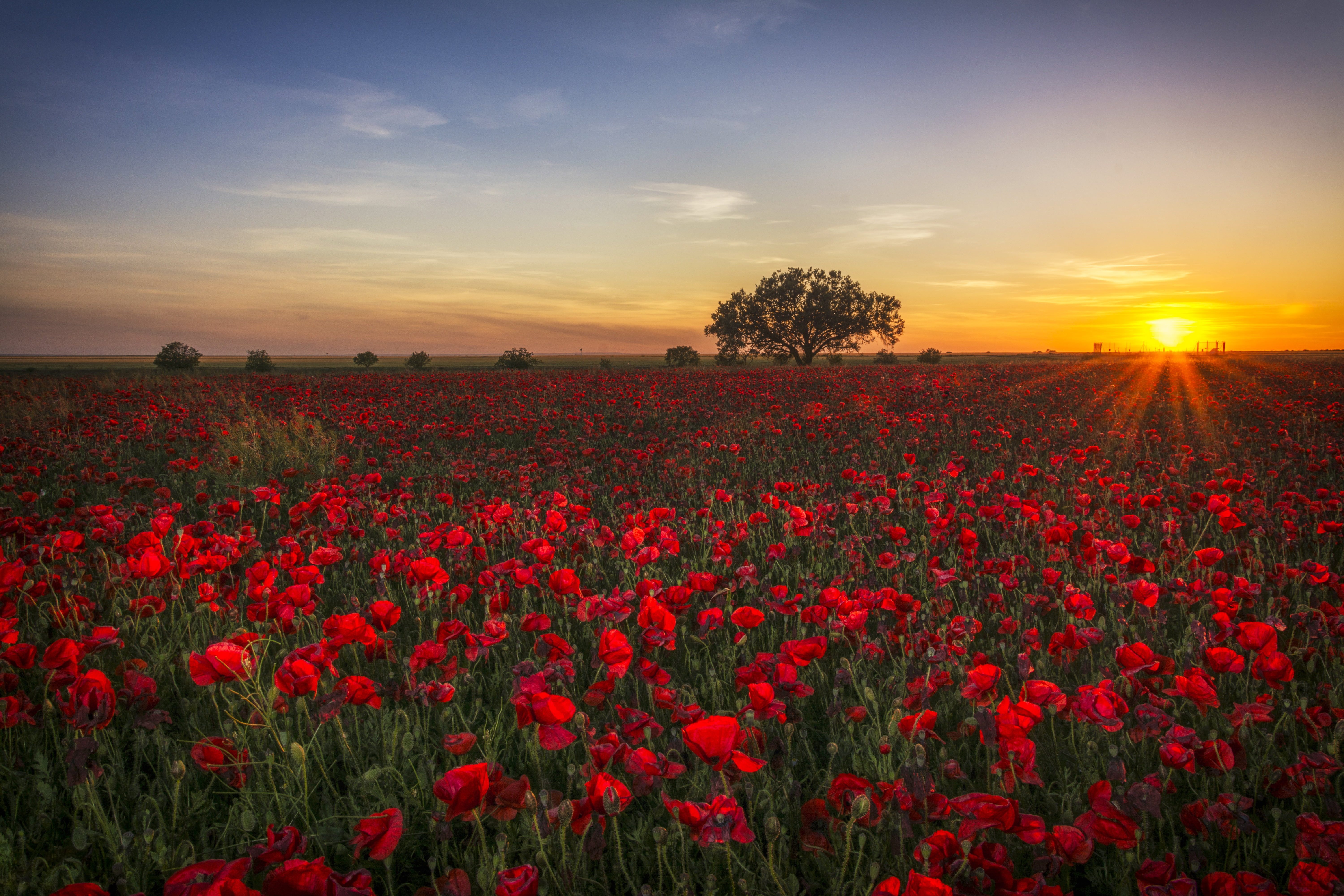6000x4000 Rose field under clear sky HD wallpaper