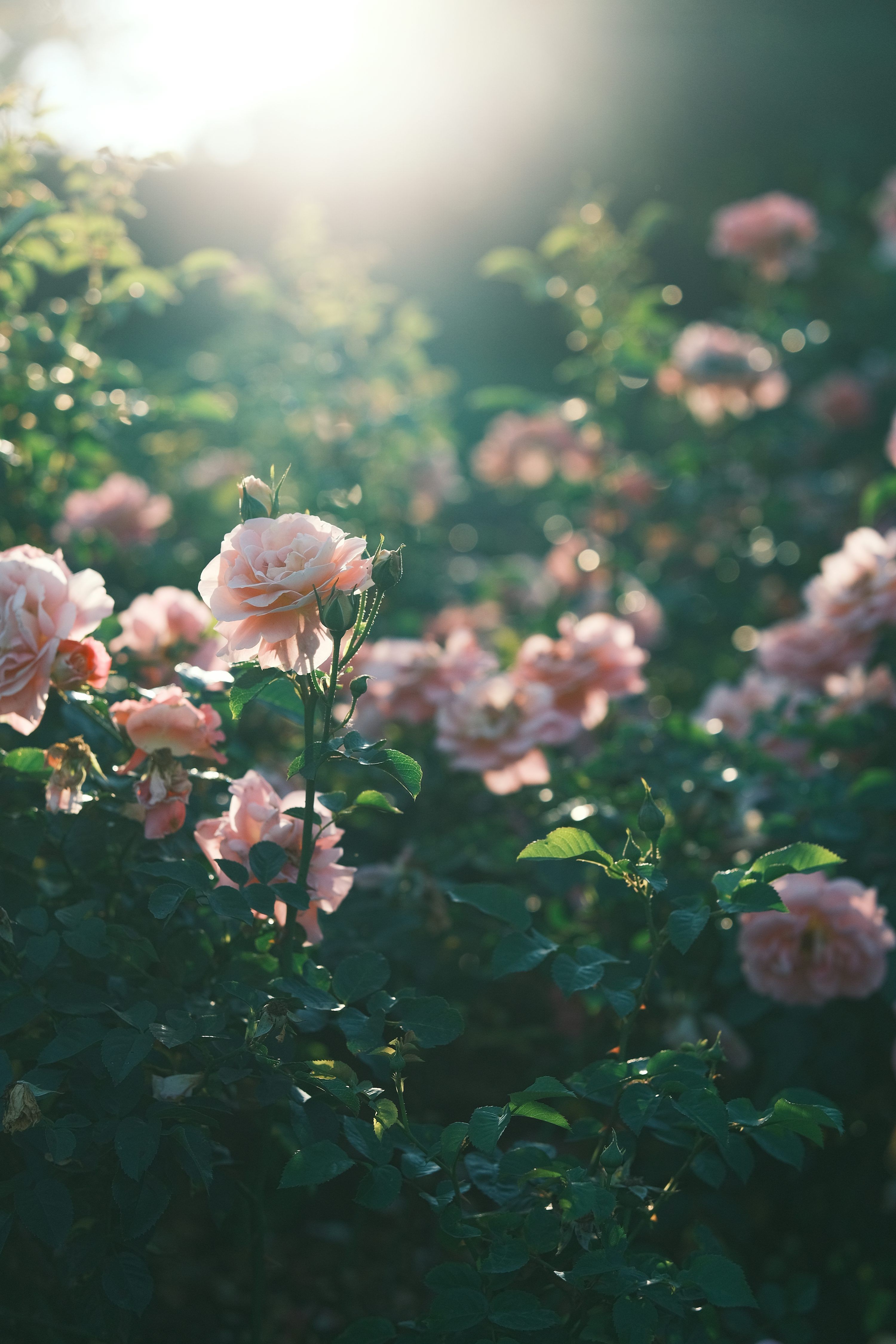 3000x4500 A field of pink roses with the sun shining in the background photo