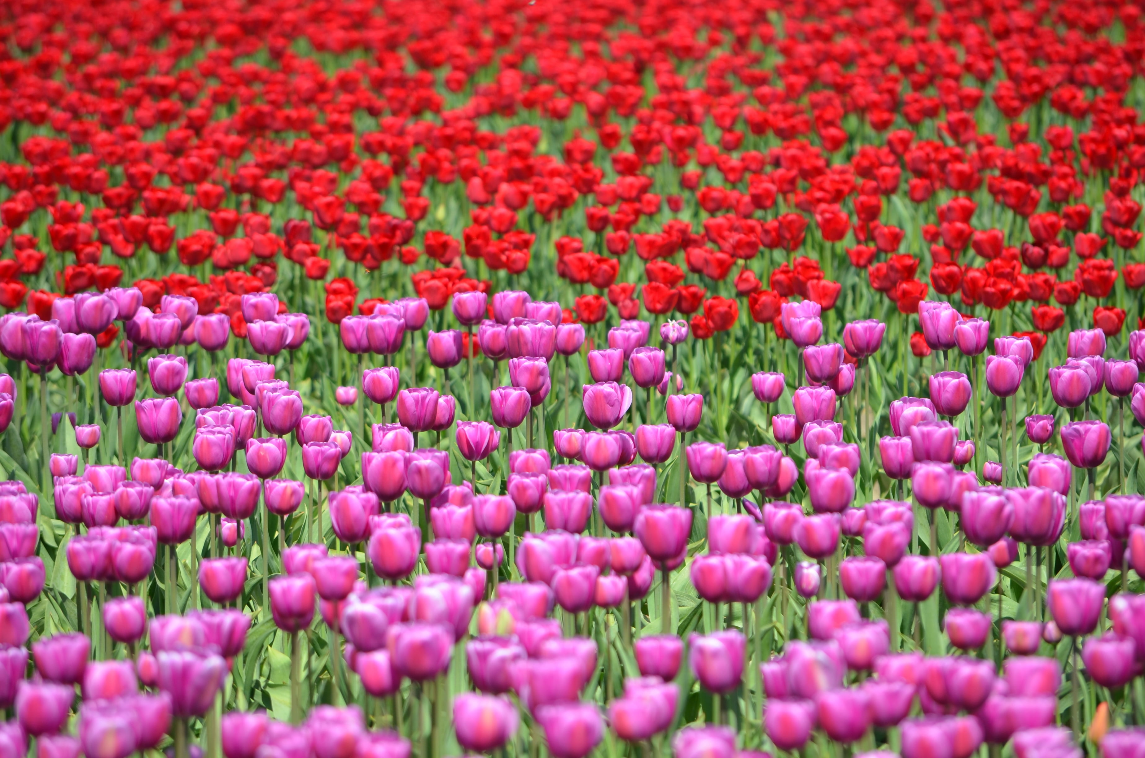 3696x2448 Red and pink rose field, tulips HD wallpaper