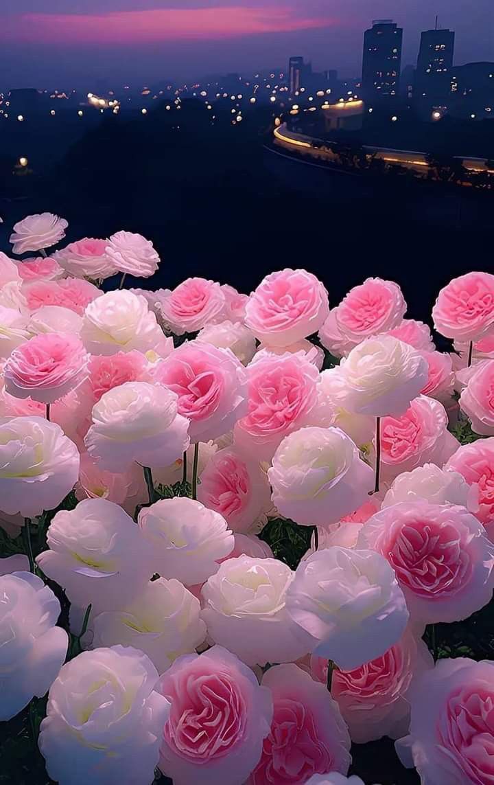 720x1143 Pretty Pink and White Flowers in a Field with City Lights. Pink flower field under moonlight, Glowing pink cherry blossom, Pink flower tunnel aesthetic