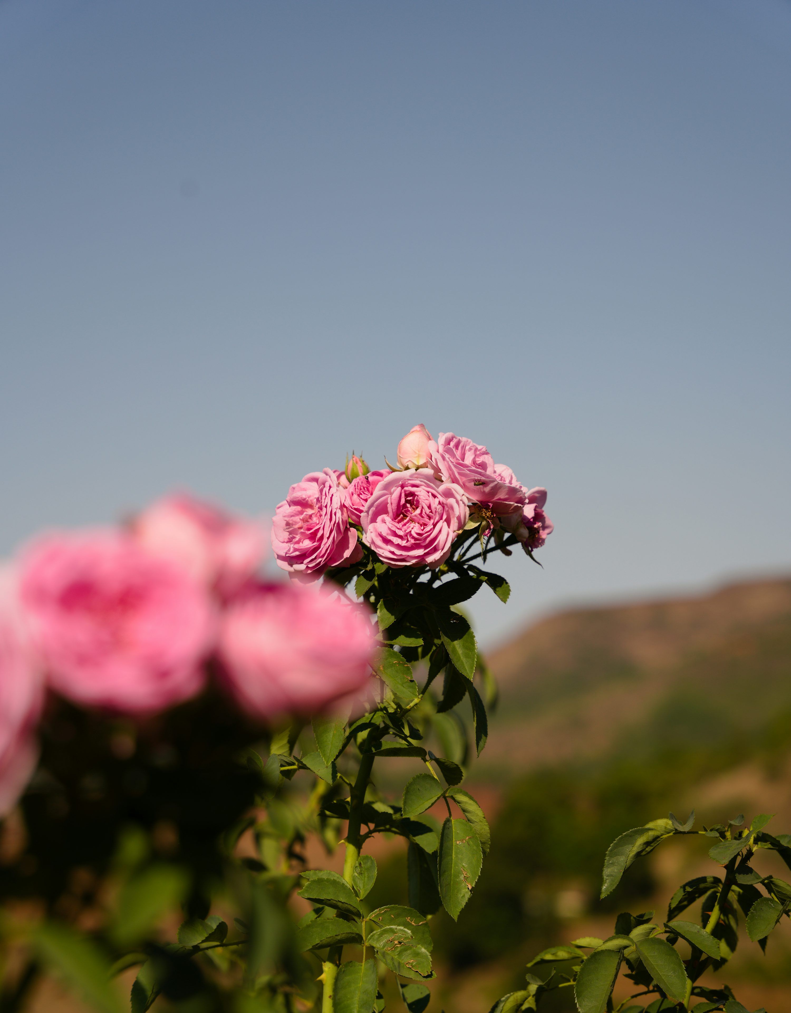 3000x3842 A bunch of pink roses in a field photo