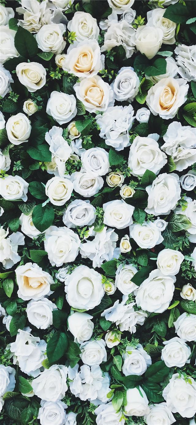 640x1385 white rose field iPhone 11 Wallpaper Free Download