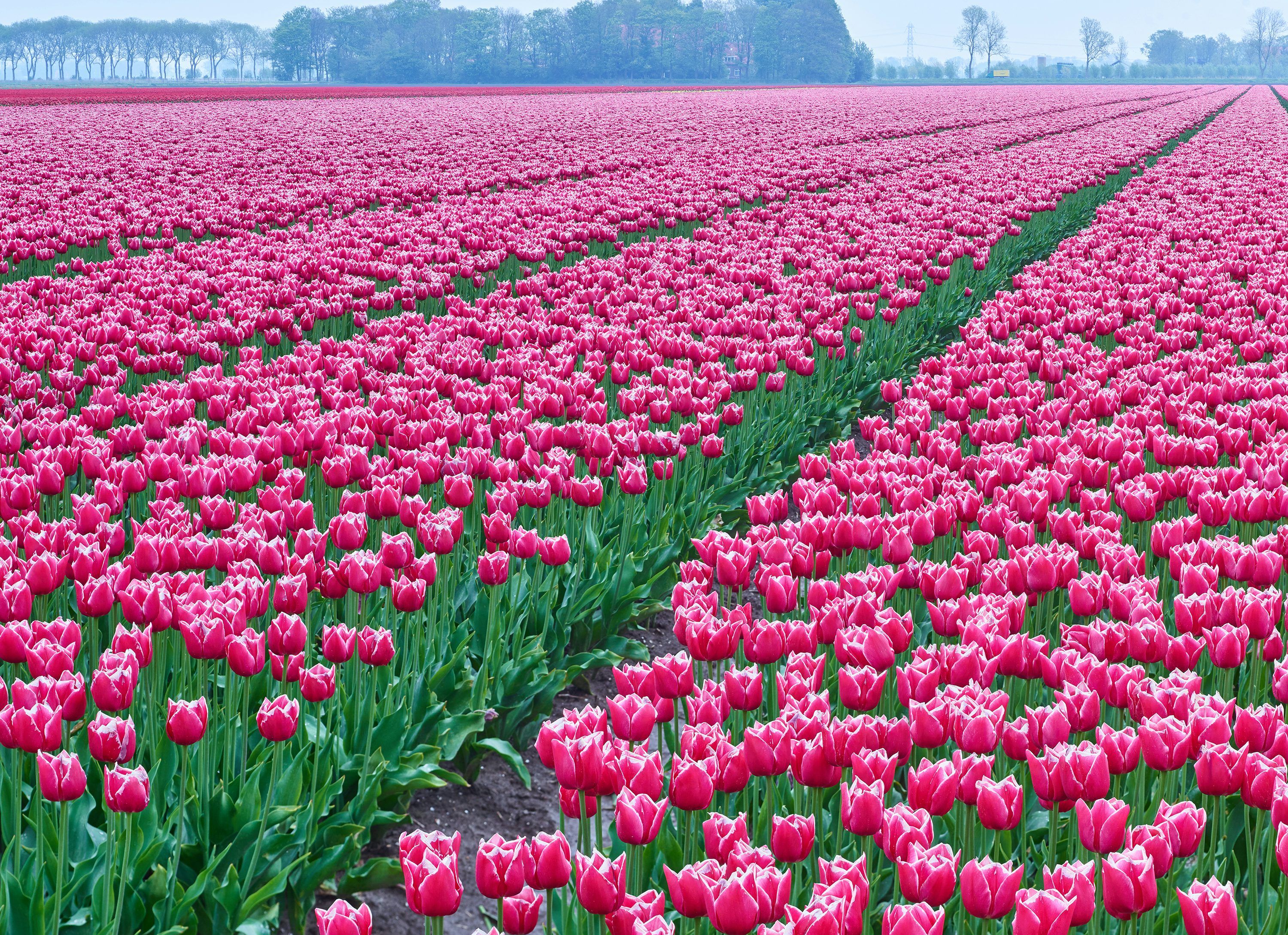 3000x2178 Pink petaled flower field during daytime photo