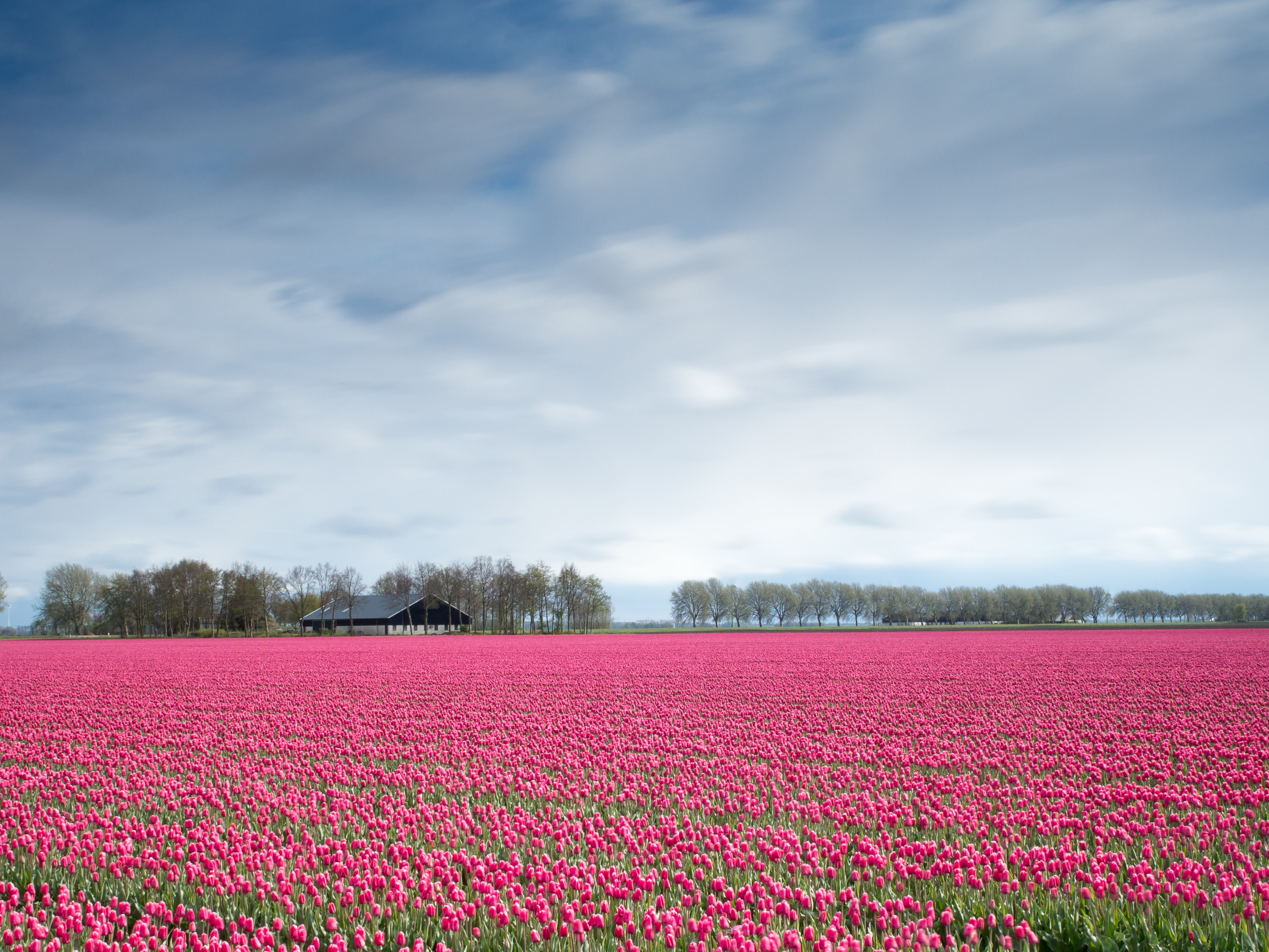 3256x2442 pink roses field free image