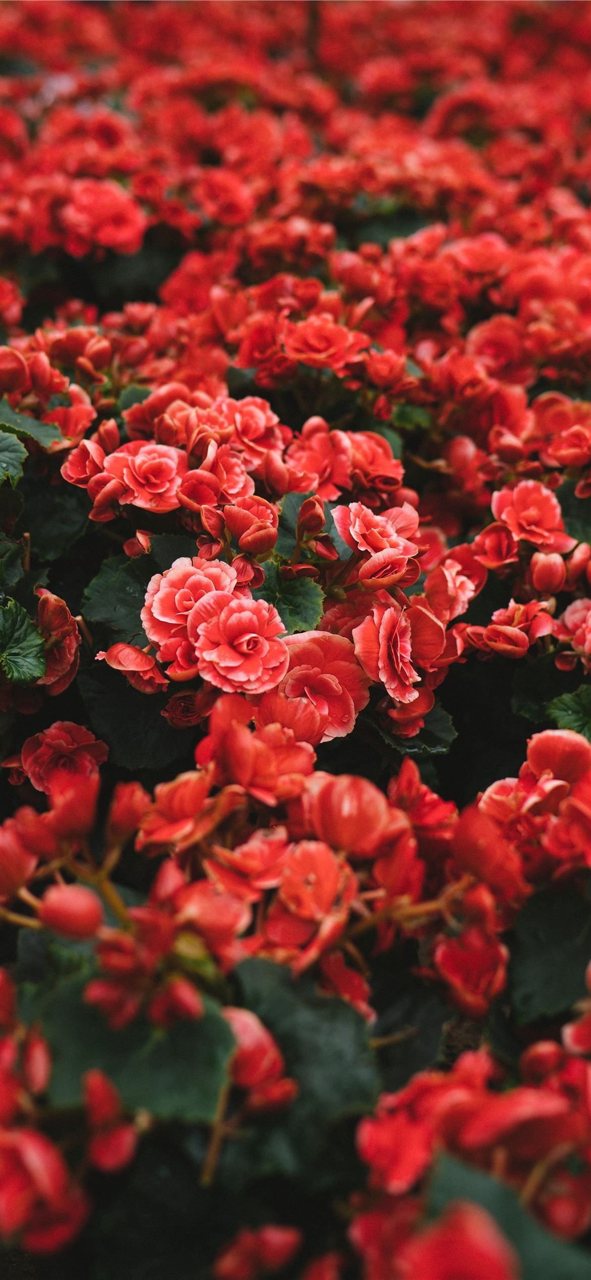 1170x2532 closeup photo of red petaled flower field iPhone 12 Wallpaper Free Download