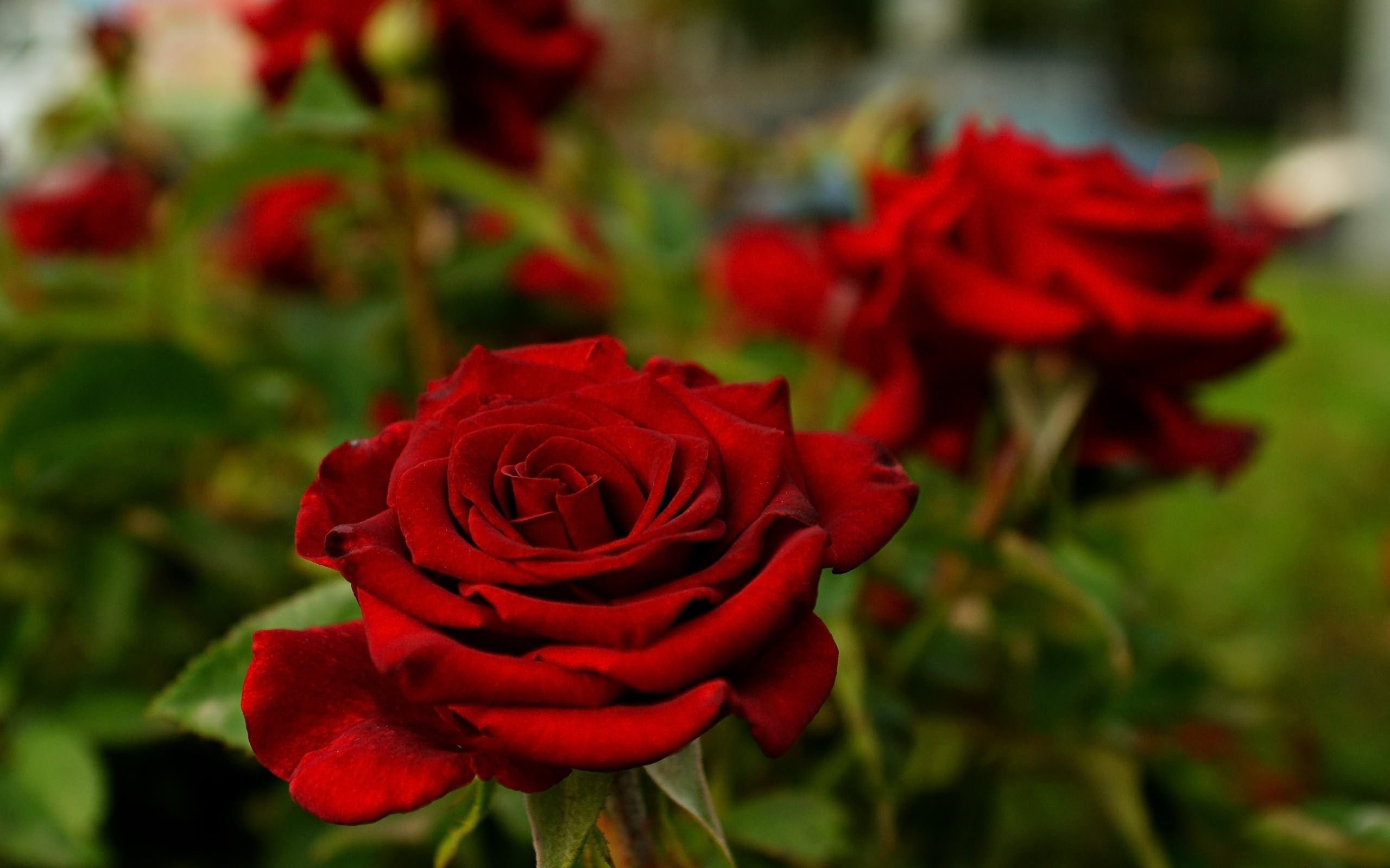 2560x1600 flowers, Rose, Depth Of Field, Nature, Red, Red Flowers Wallpaper HD / Desktop and Mobile Background