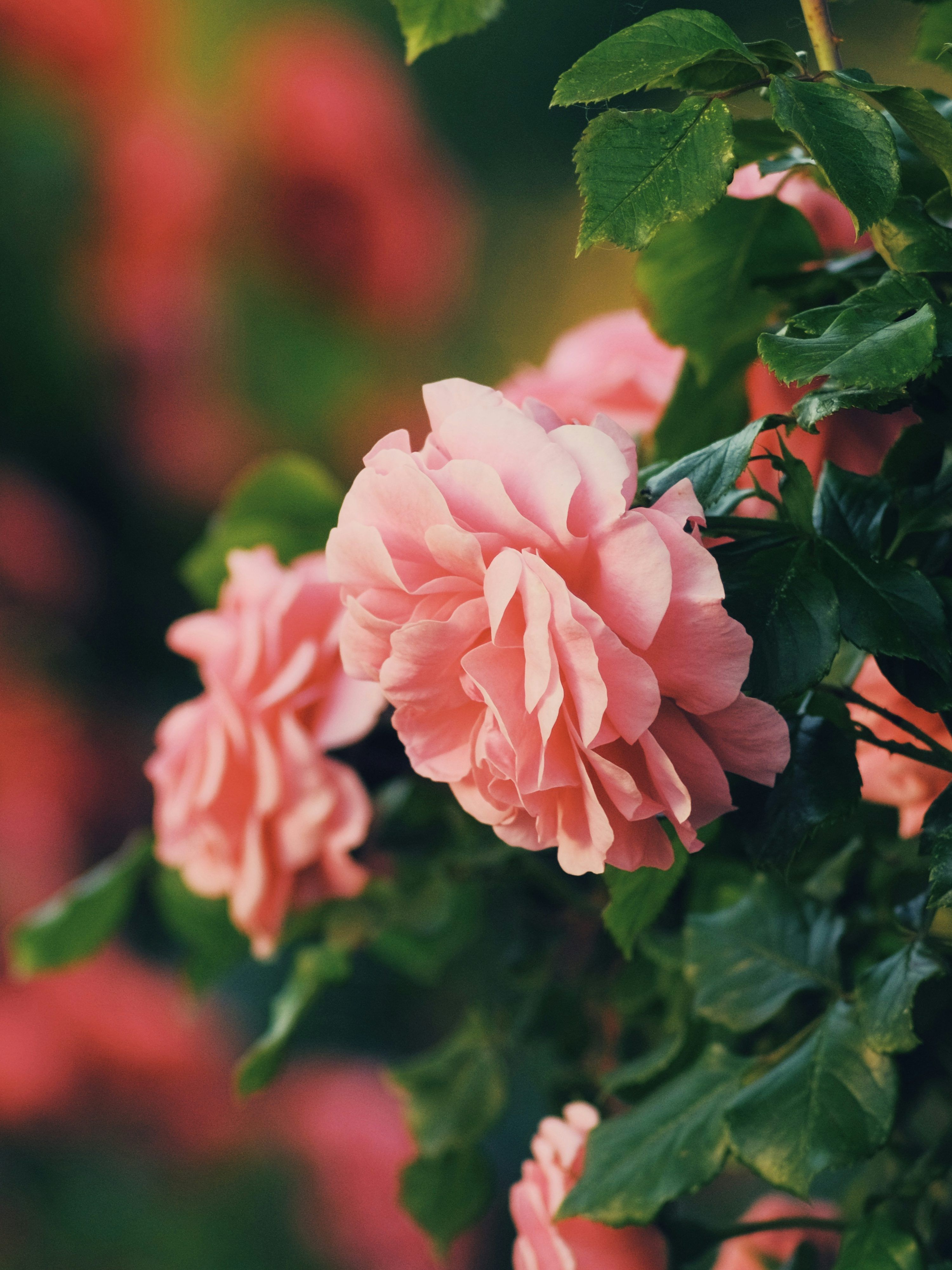 3000x4002 Rose Field Picture. Download Free Image