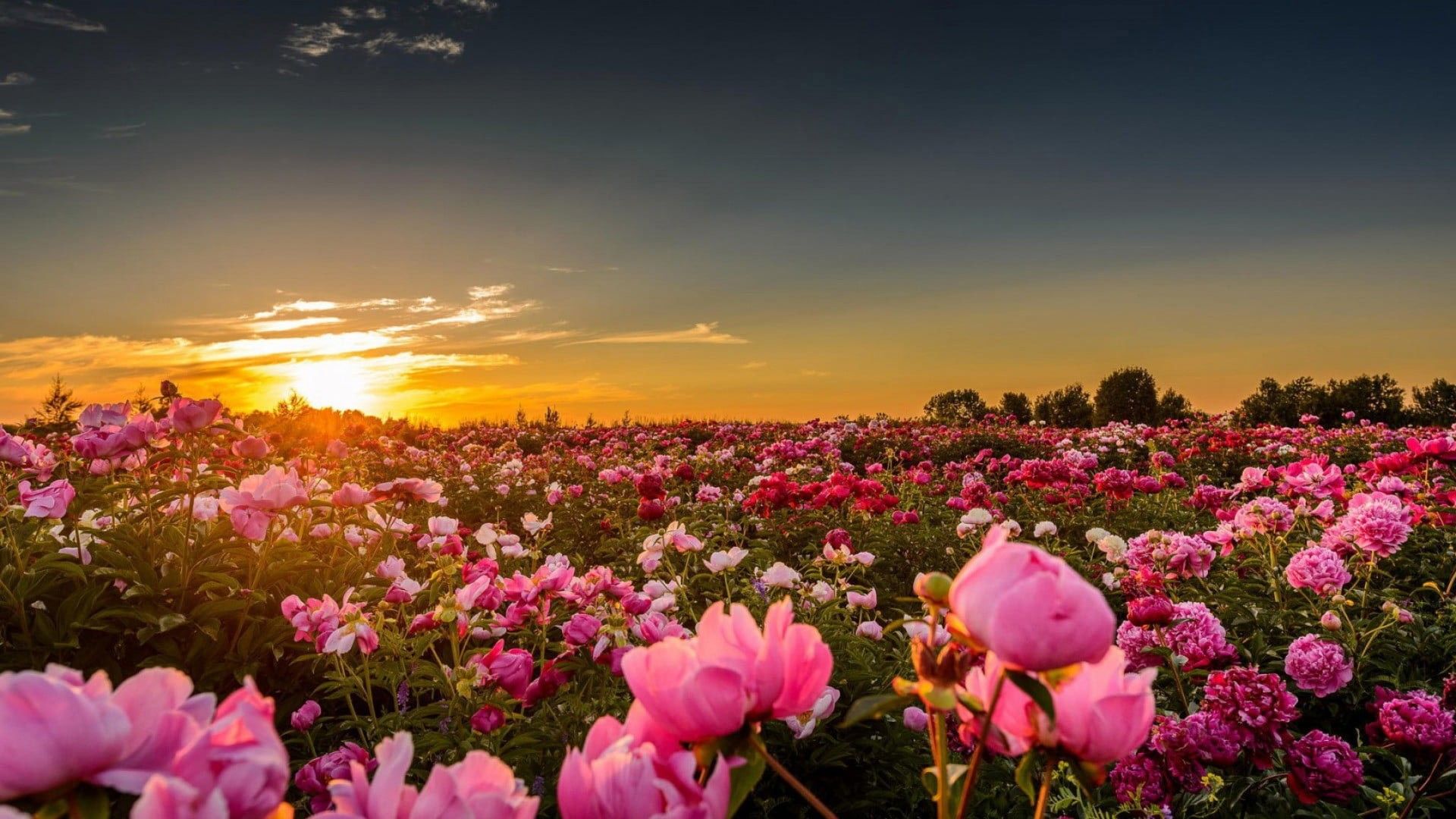 1920x1080 Dark Light Pink Rose Field With Leaves During Sunset HD Nature Wallpaper
