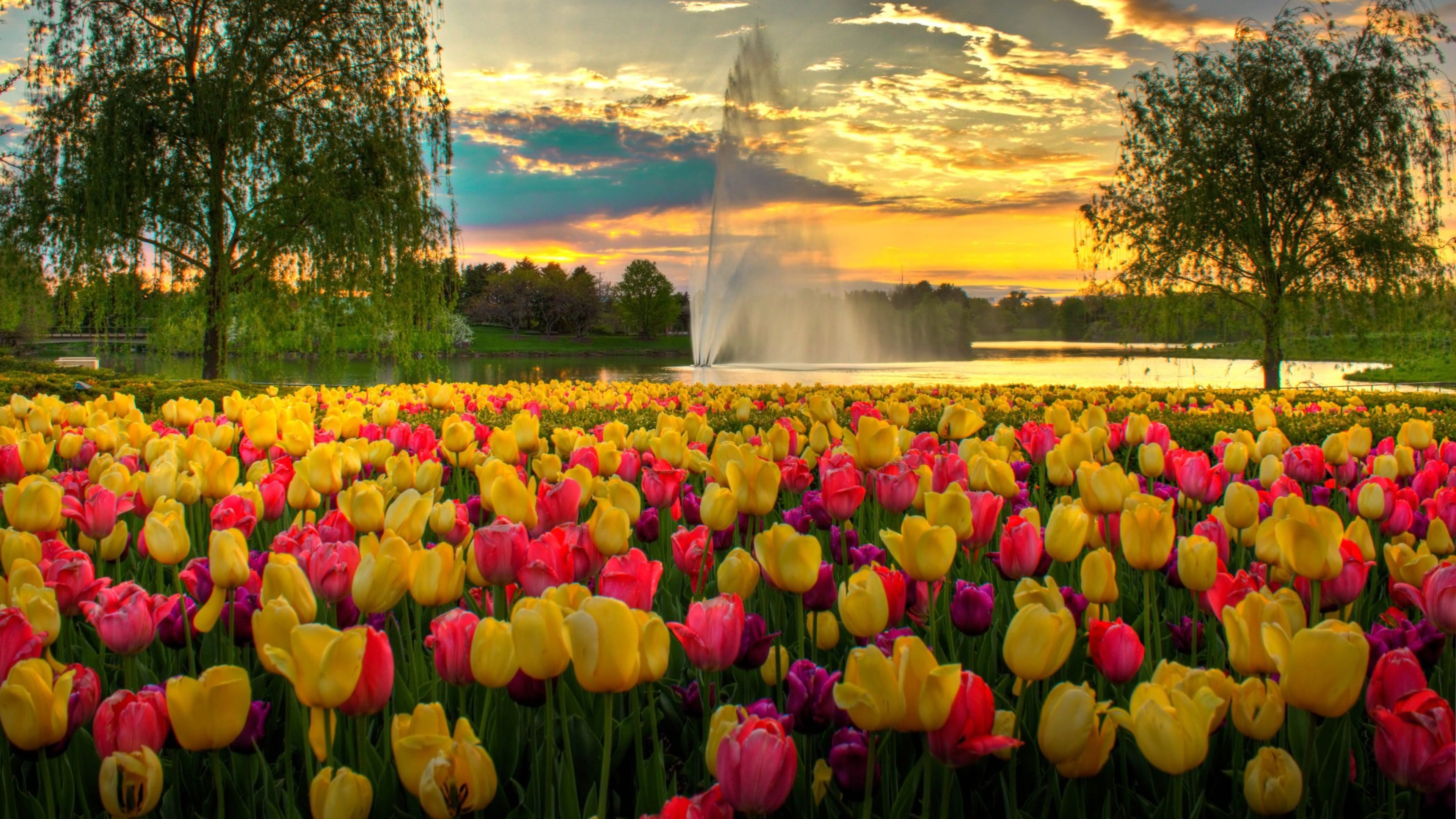 3840x2160 Yellow Rose Purple Rose Flowers Field 4K HD Flowers Wallpaper