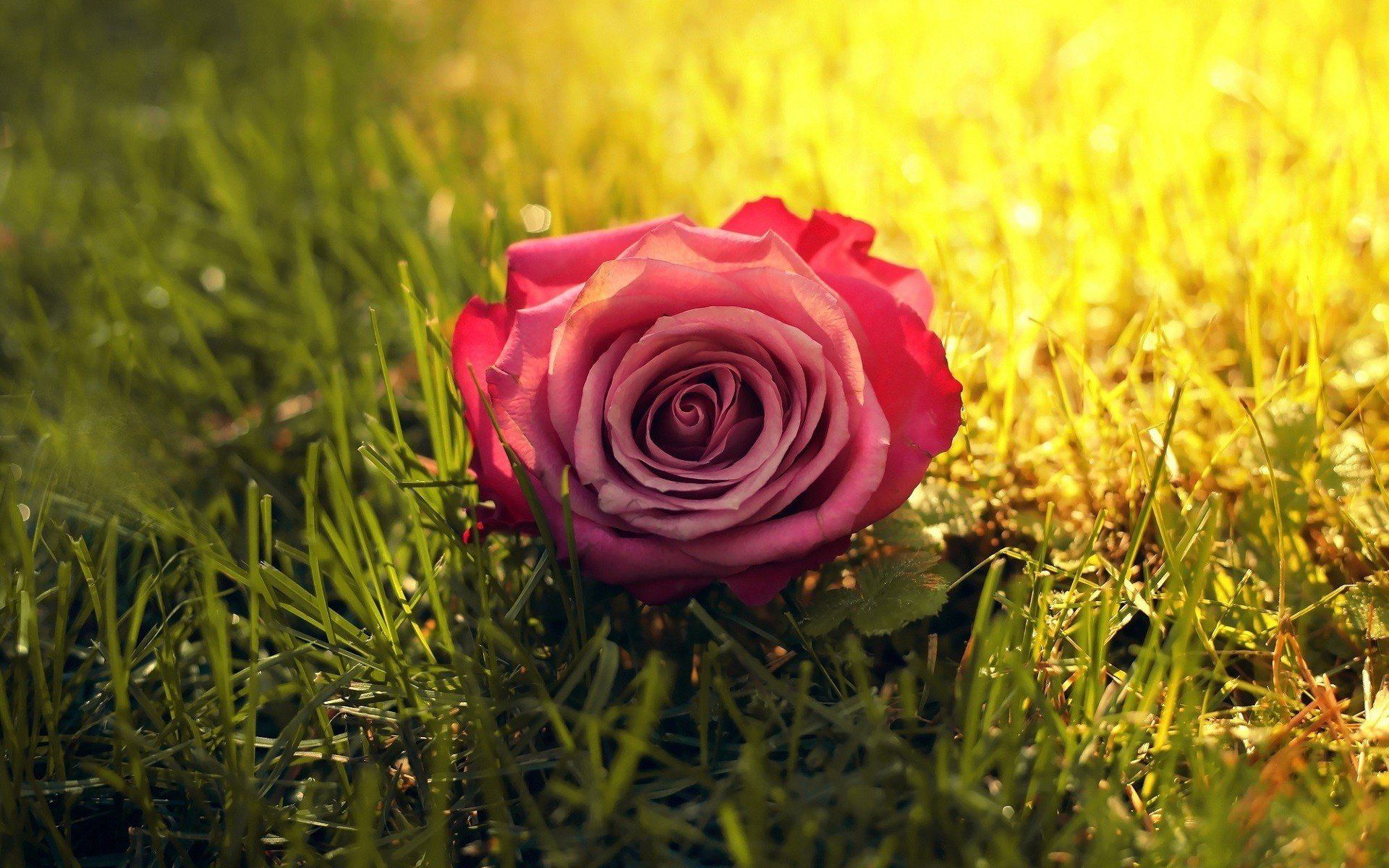 1920x1200 rose, Flowers, Nature, Grass, Closeup, Depth of field Wallpaper HD / Desktop and Mobile Background