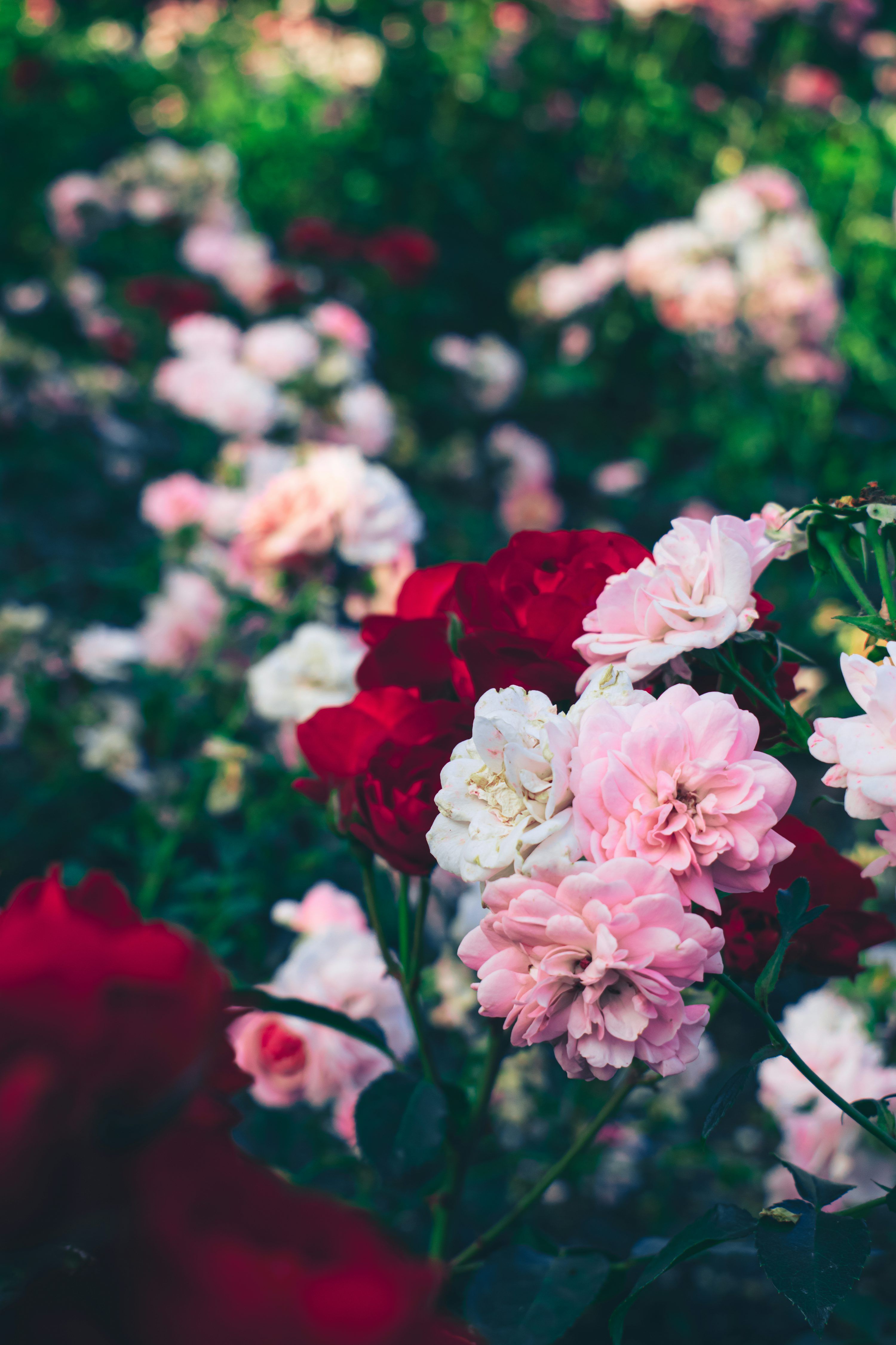 3000x4500 A field full of pink and red flowers photo