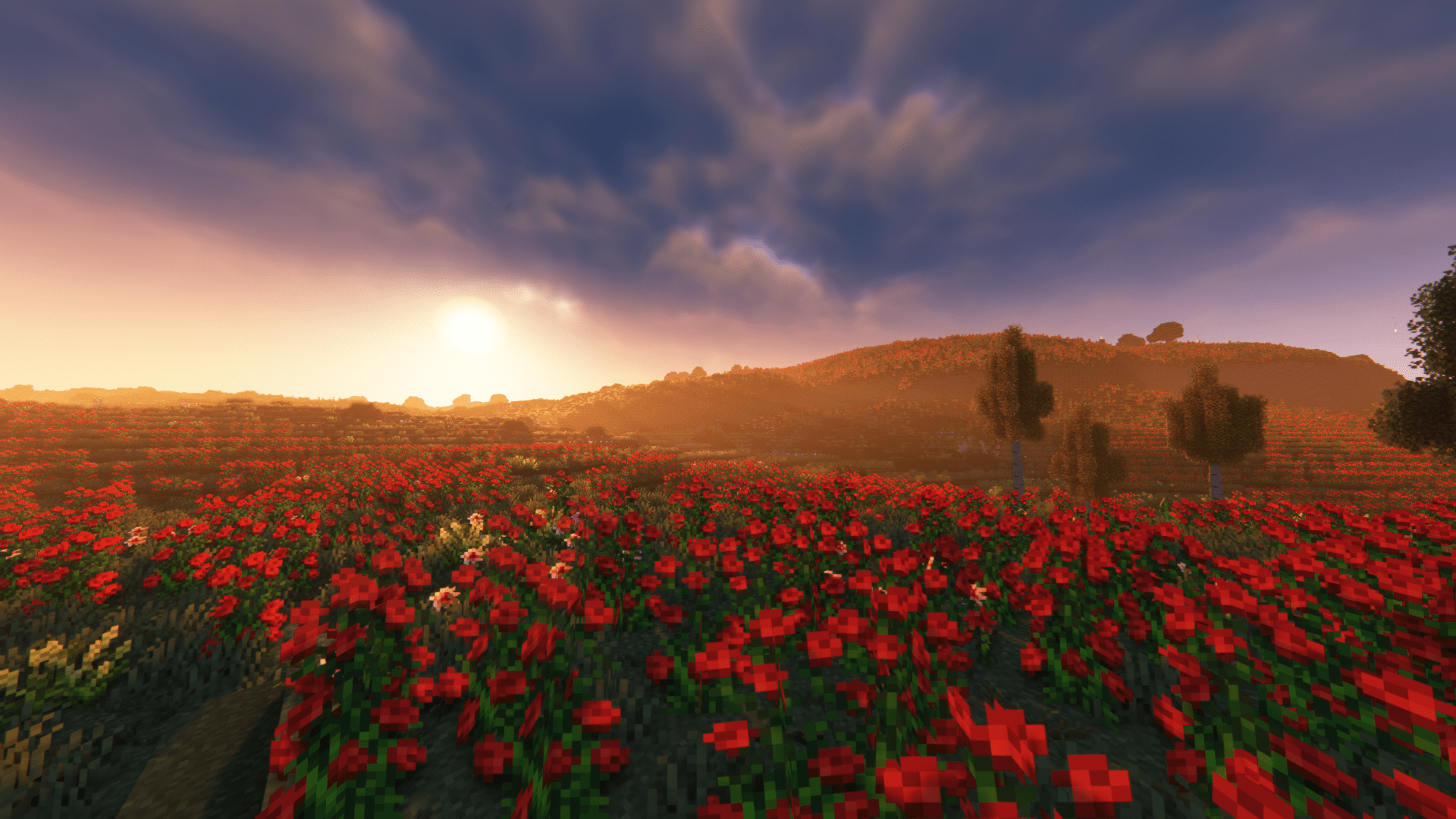1920x1080 Do you love roses?