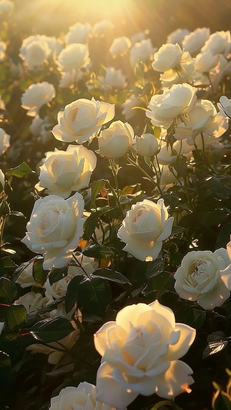 736x1308 White Roses Blooming at Sundown. Evening garden roses, Romantic garden inspiration, Sunlit white roses