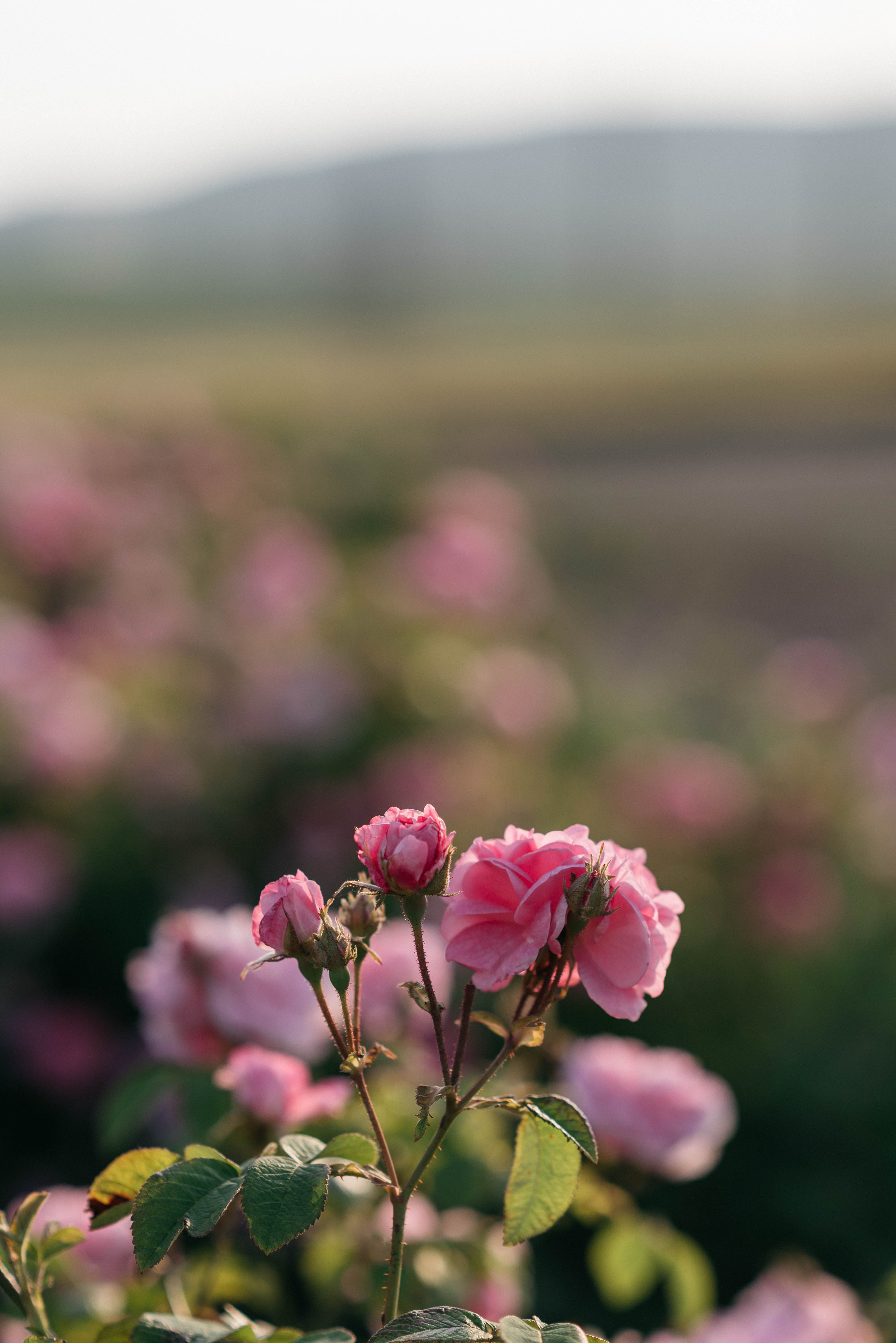 4016x6016 Field Rose Photo, Download The BEST Free Field Rose & HD Image