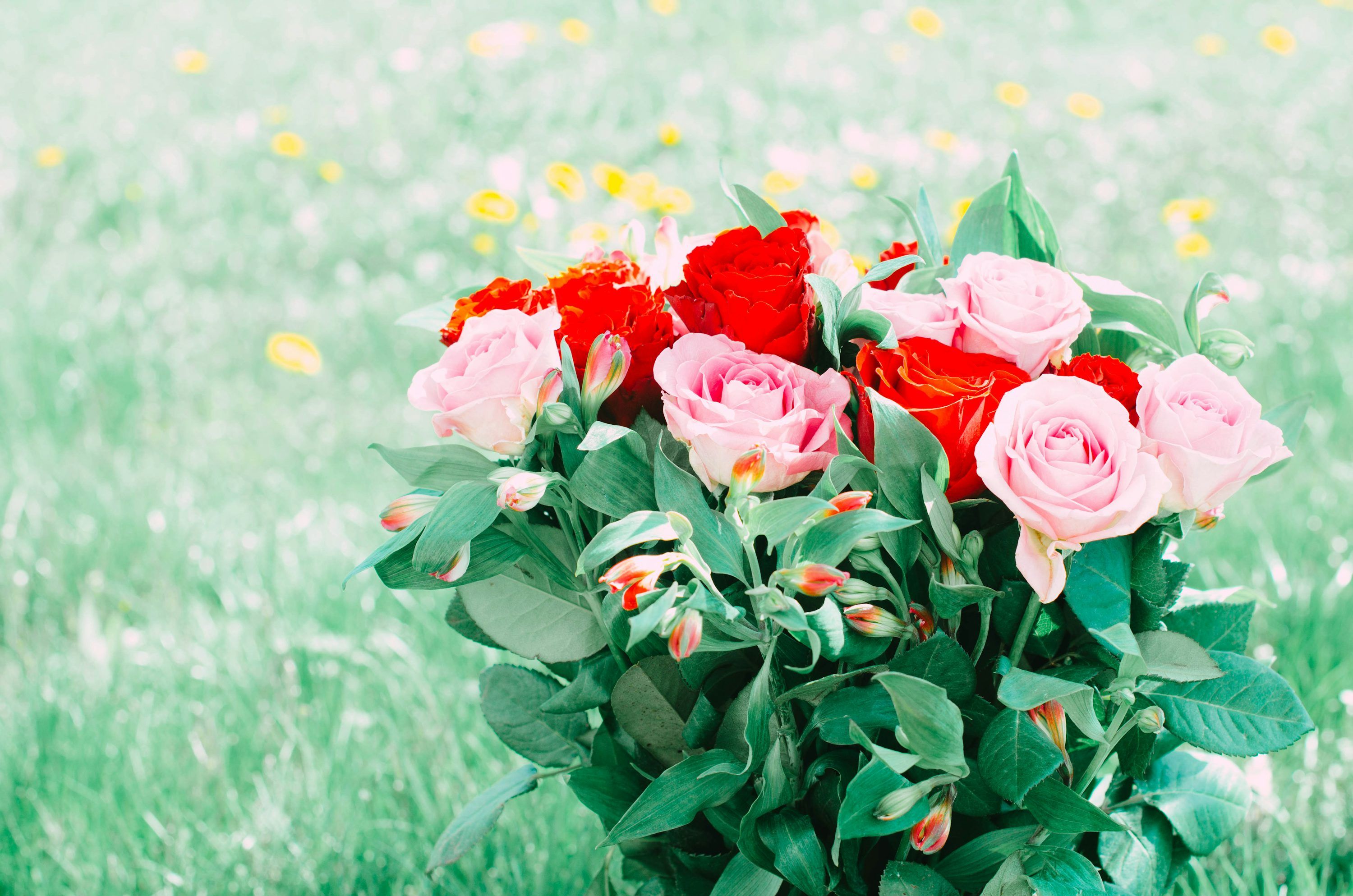 3000x1987 A bunch of pink and red roses in a field photo