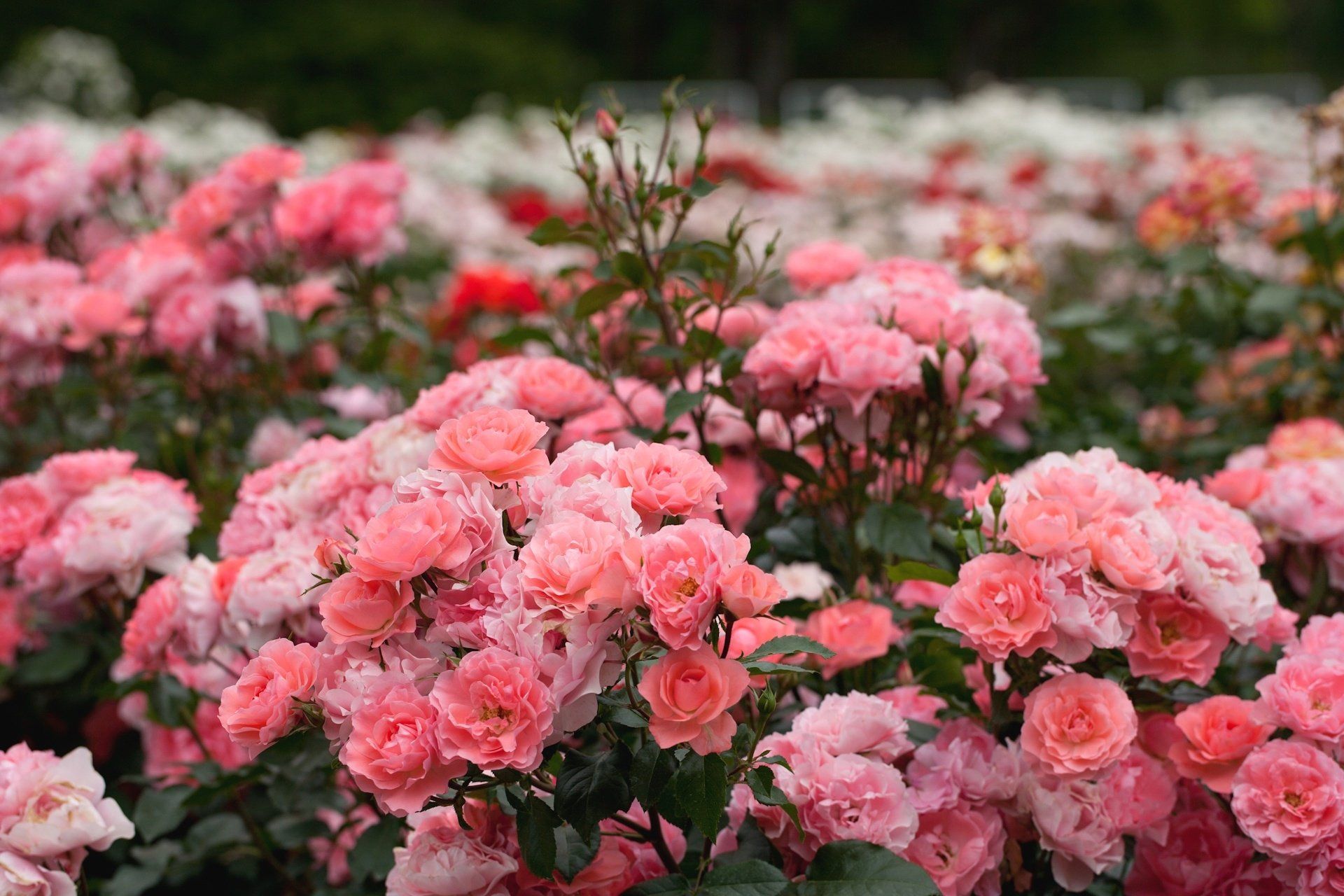 1920x1280 Blushing Pink Rose Bush