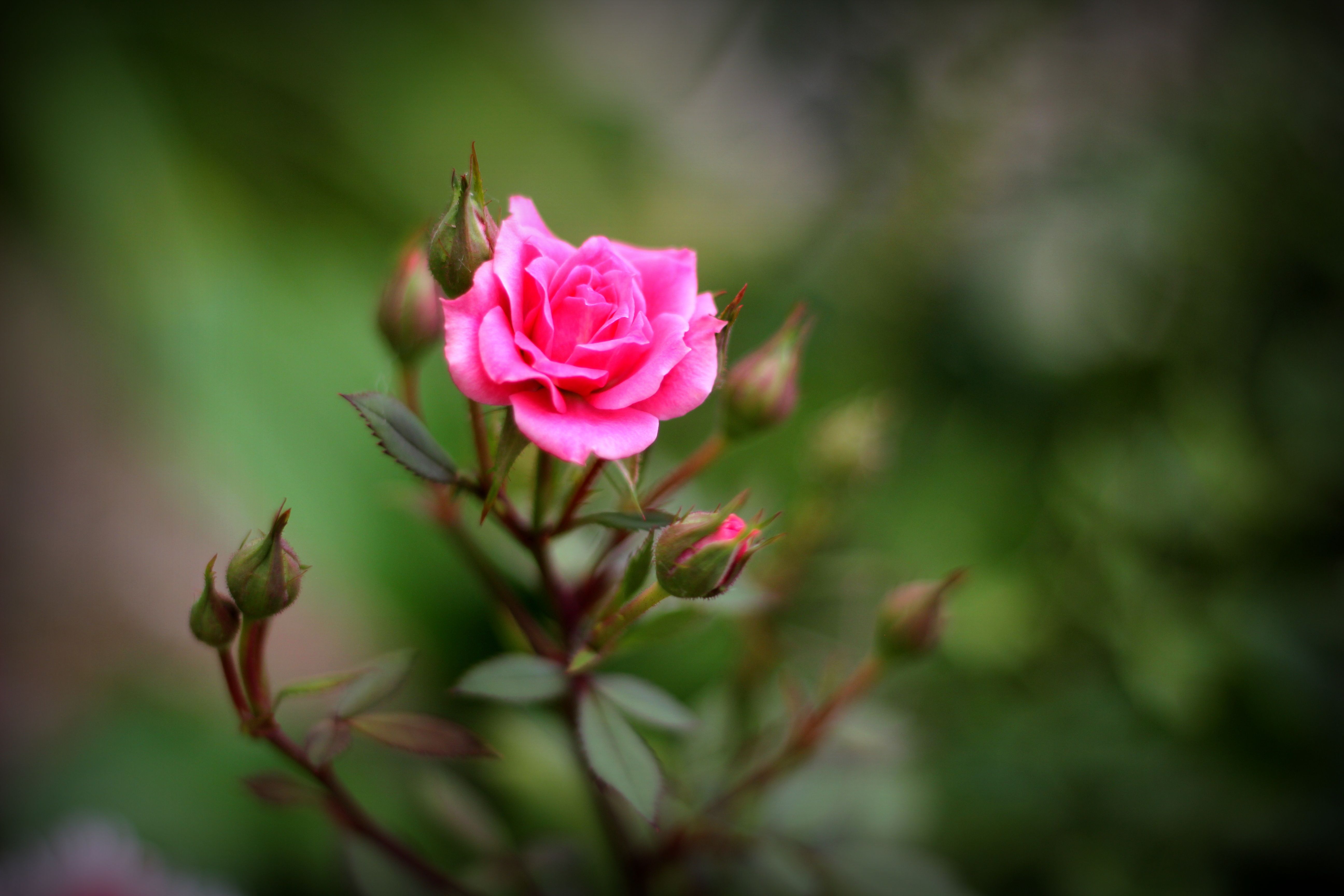 5184x3456 Desktop wallpaper: Pink Rose, Nature, Earth, Rose, Blur, Bud, Depth Of Field, Flower, Flowers 4K free download for PC. 412161