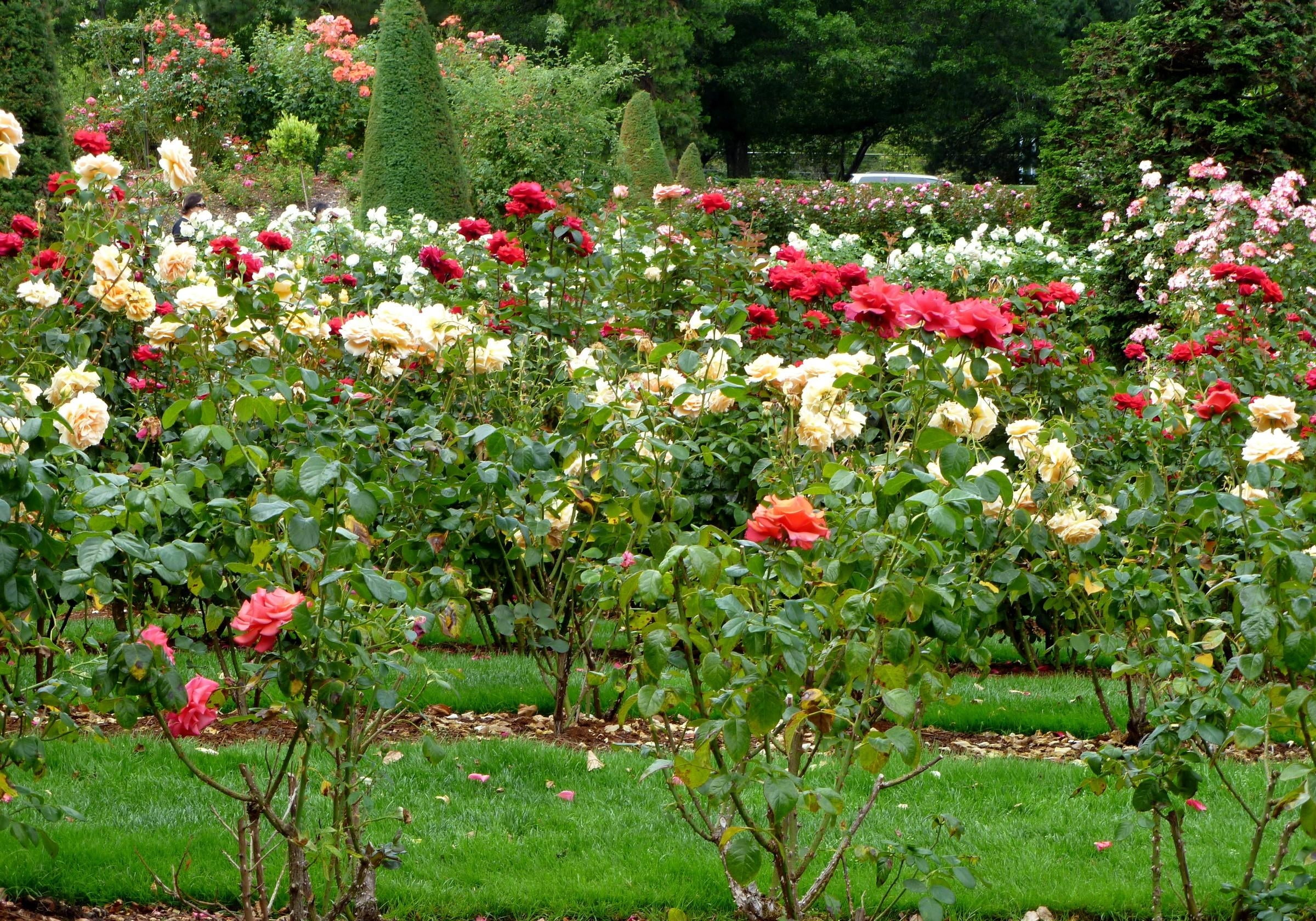 2400x1680 White and red rose field HD wallpaper
